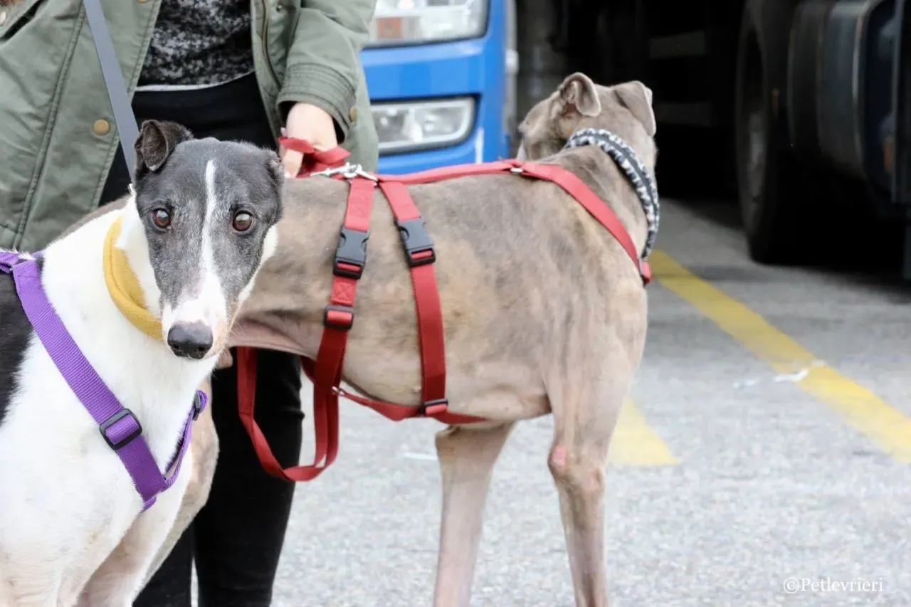 so happy adozione greyhound macao 7