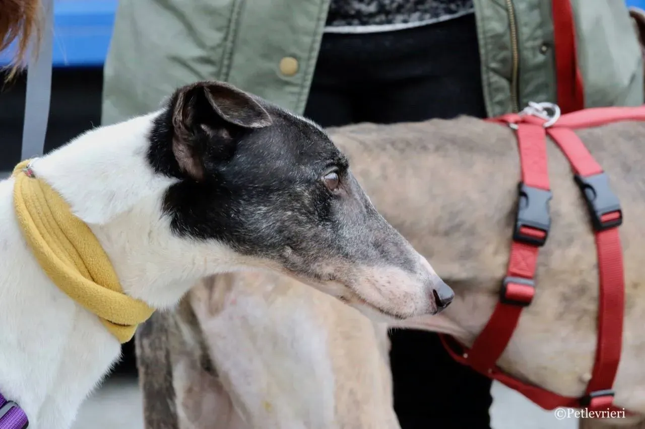 so happy adozione greyhound macao 8