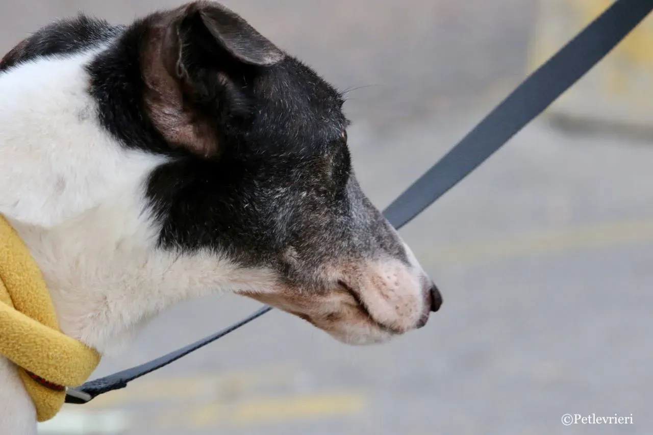 so happy adozione greyhound macao 9