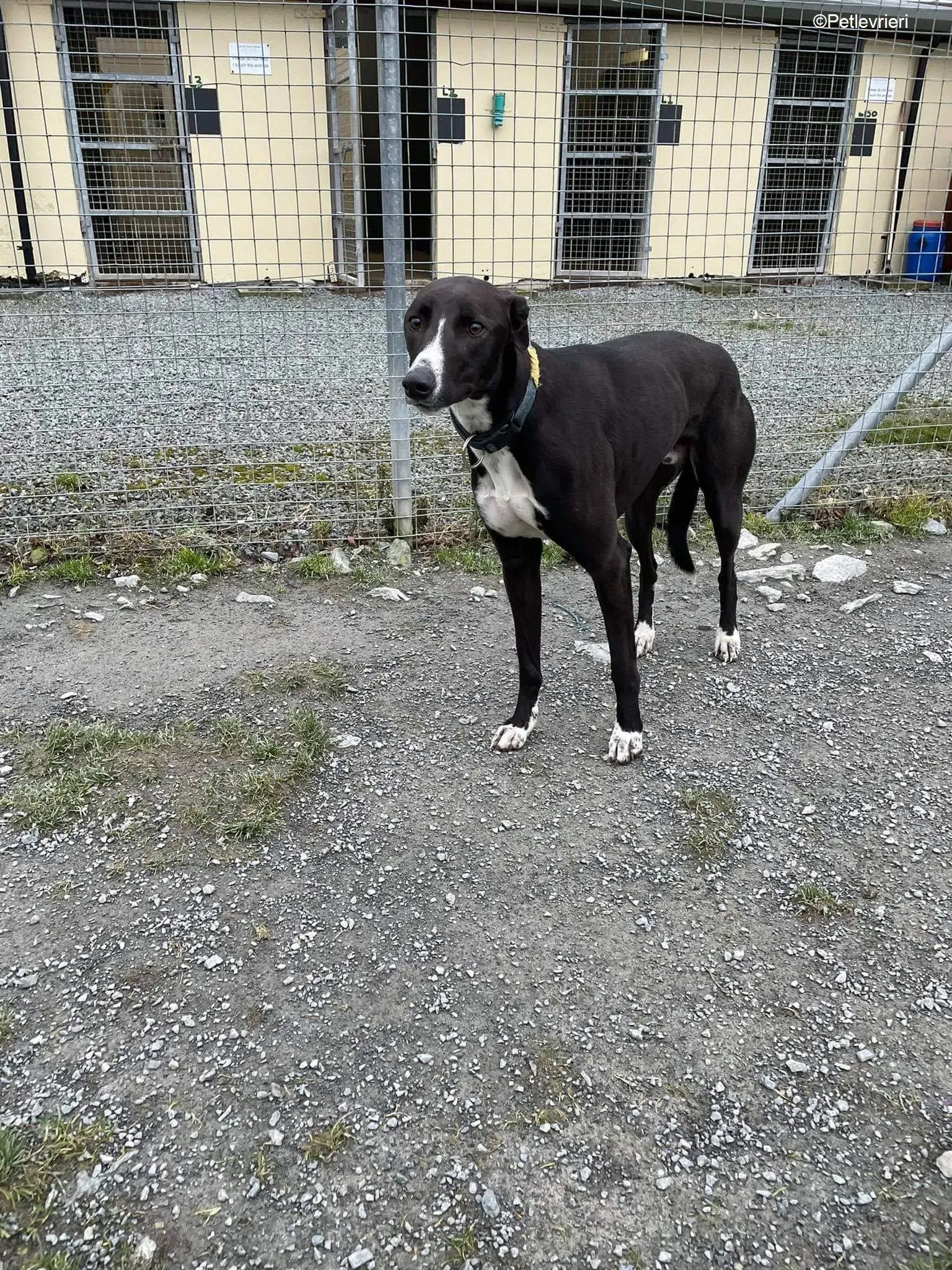 socks adozione levrieri greyhound 2