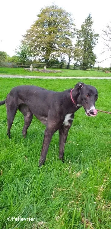 socks adozione levrieri greyhound 5