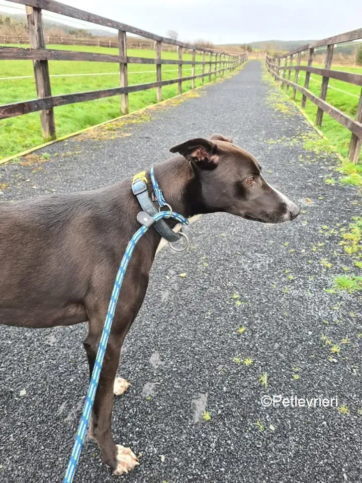 socks adozione levrieri greyhound 7