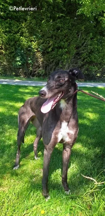 socks adozione levrieri greyhound 9