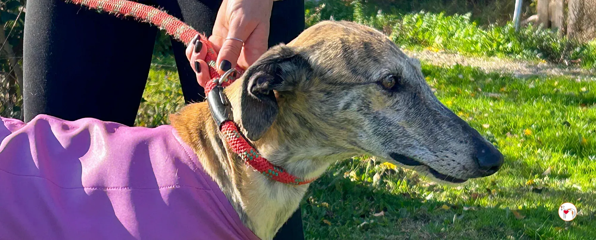 solita galgo adozione 00 copertina a