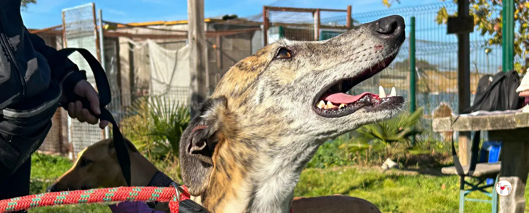 solita galgo adozione 00 copertina c