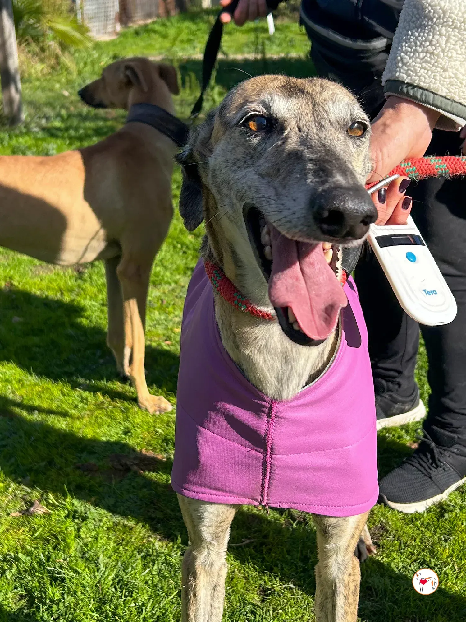 solita galgo adozione 01