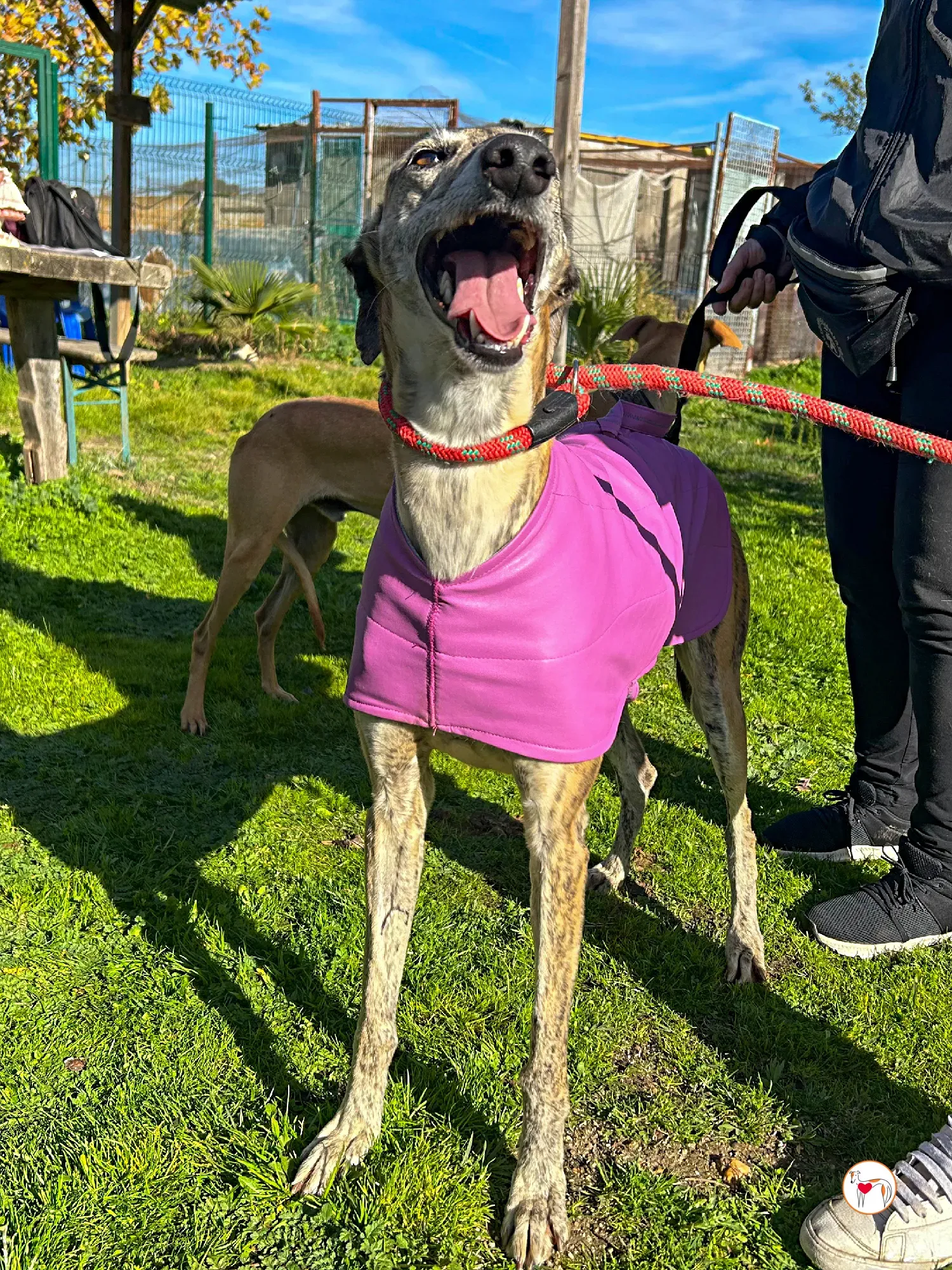 solita galgo adozione 02