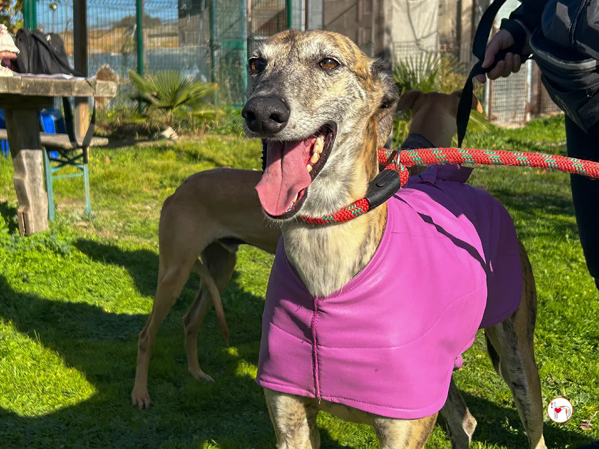 solita galgo adozione 03