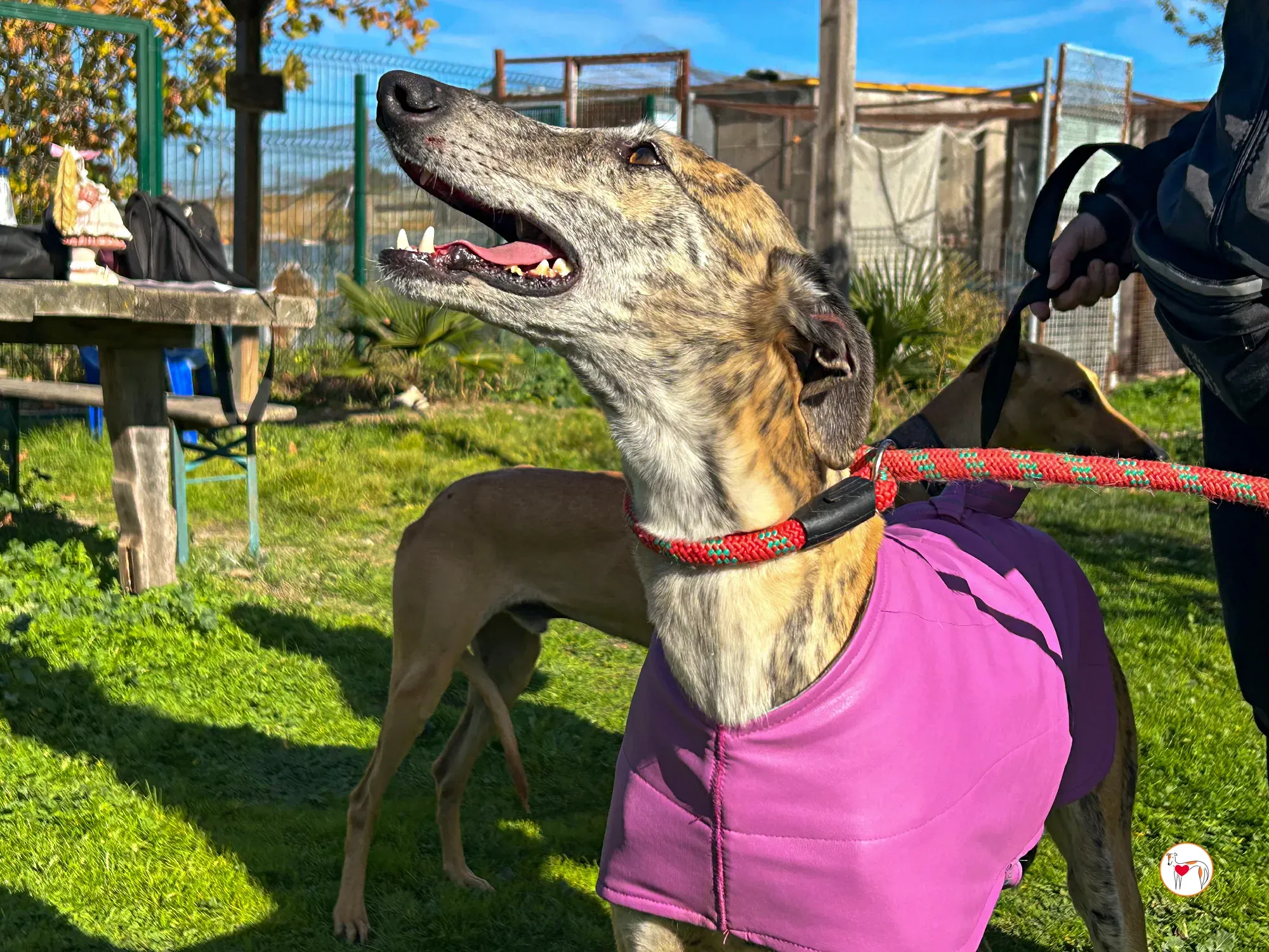 solita galgo adozione 04