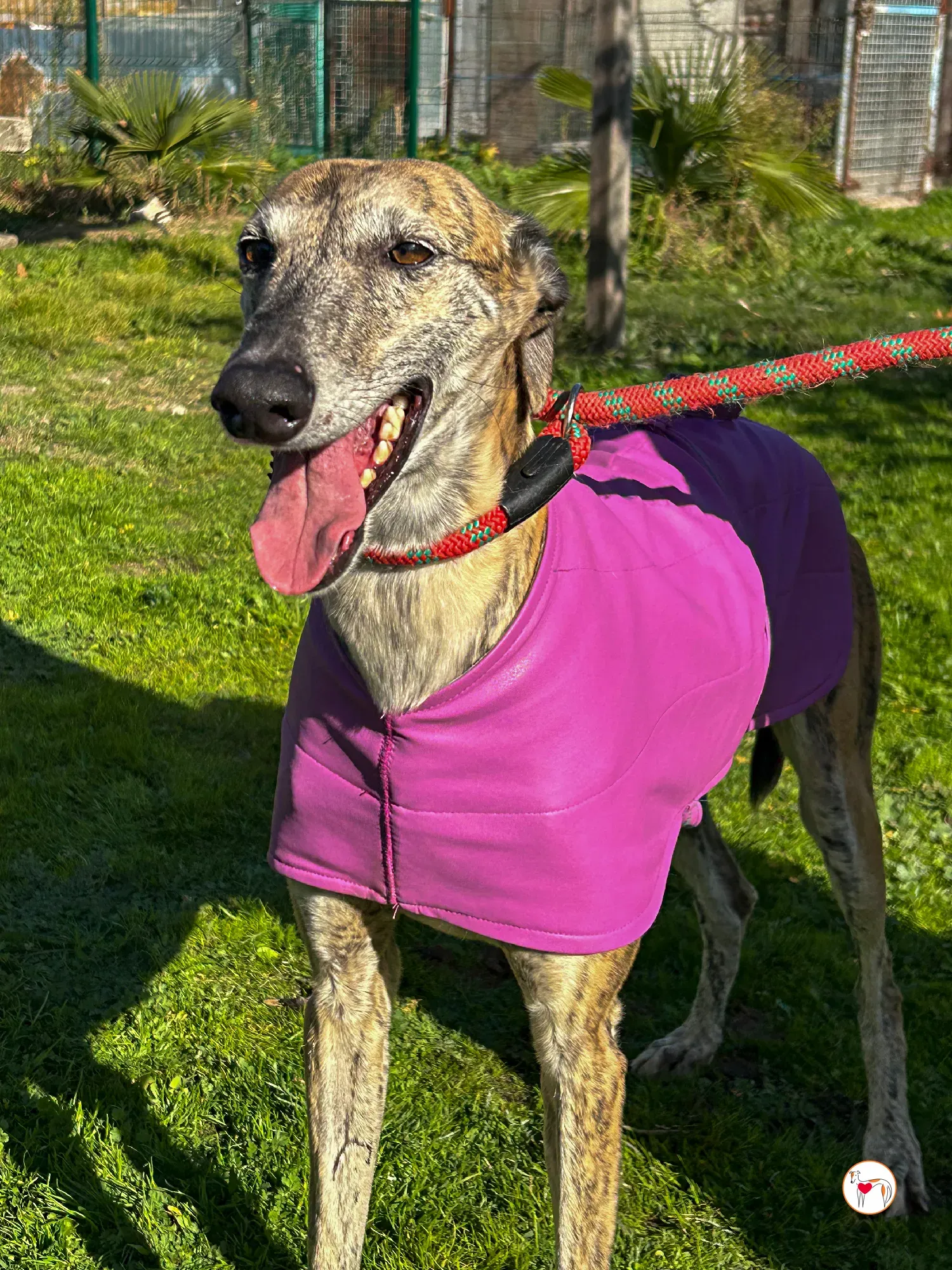 solita galgo adozione 05