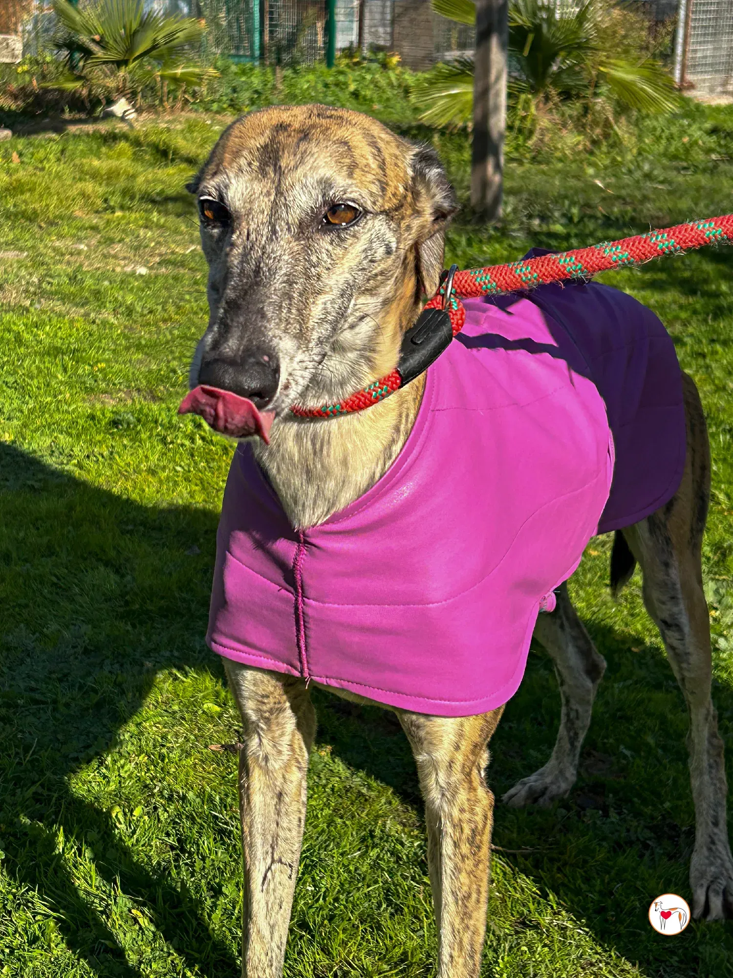 solita galgo adozione 06
