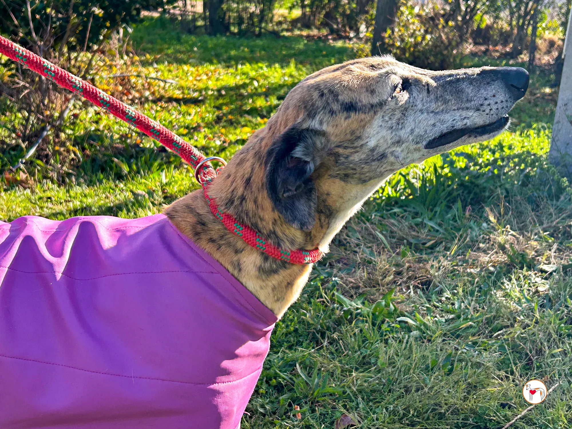 solita galgo adozione 07