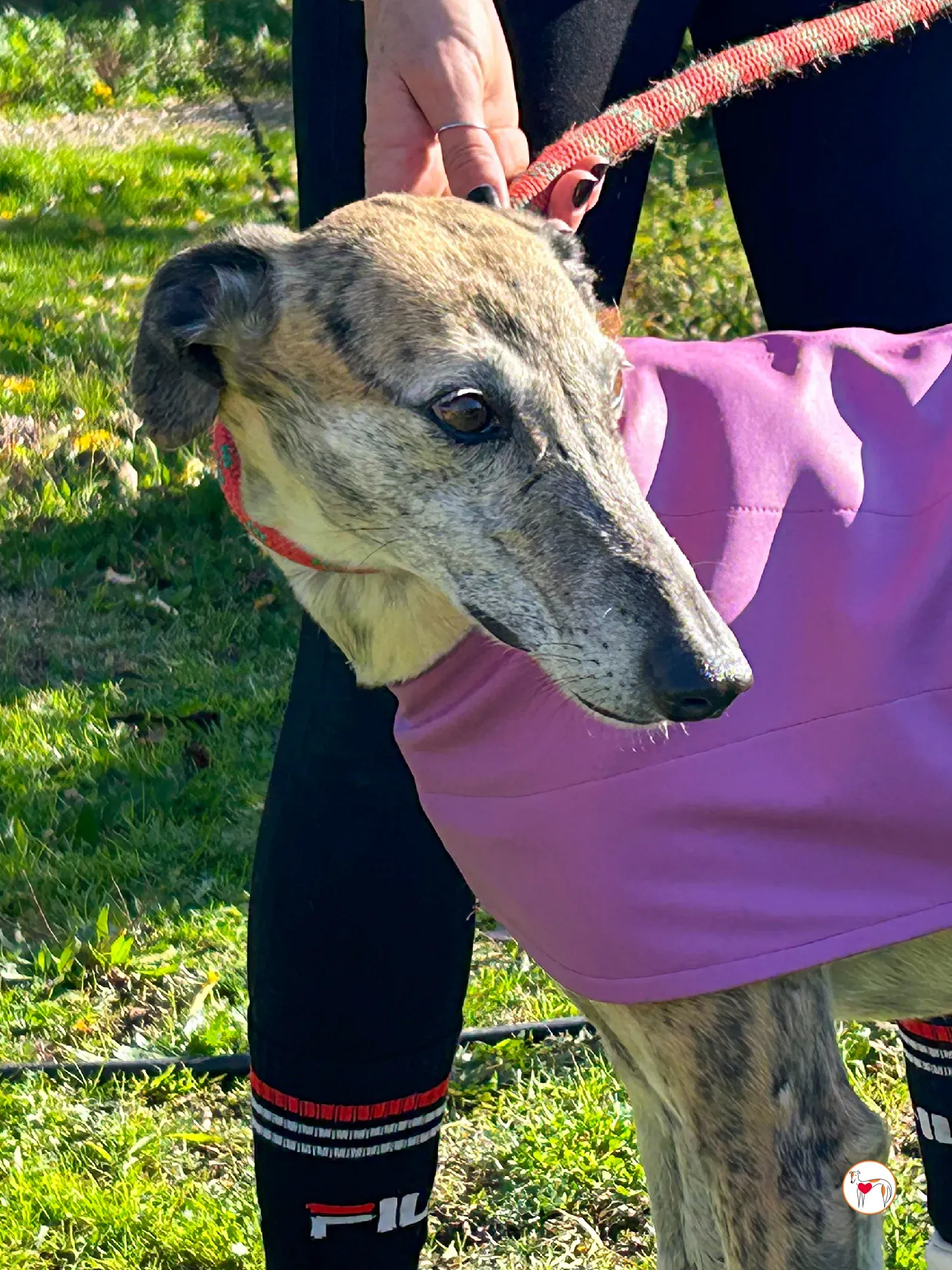 solita galgo adozione 08