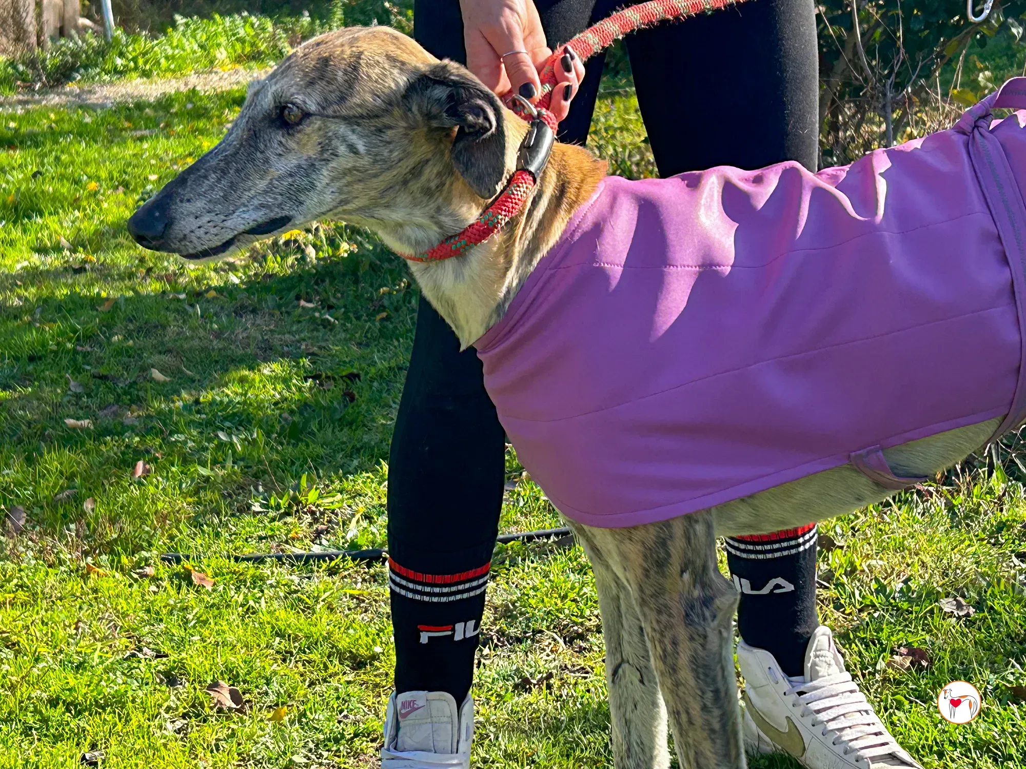 solita galgo adozione 09