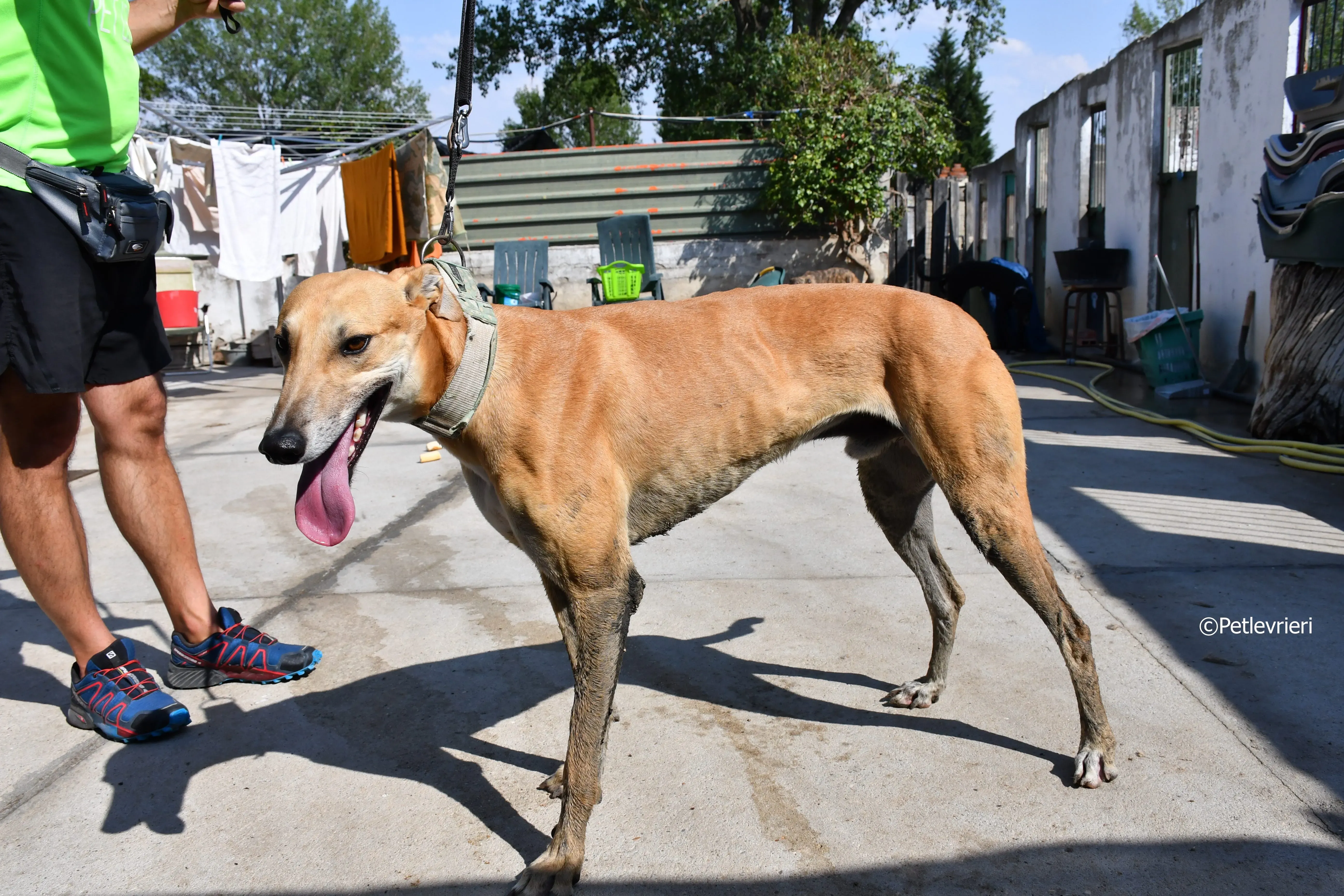 solomon adozione levrieri galgo 10