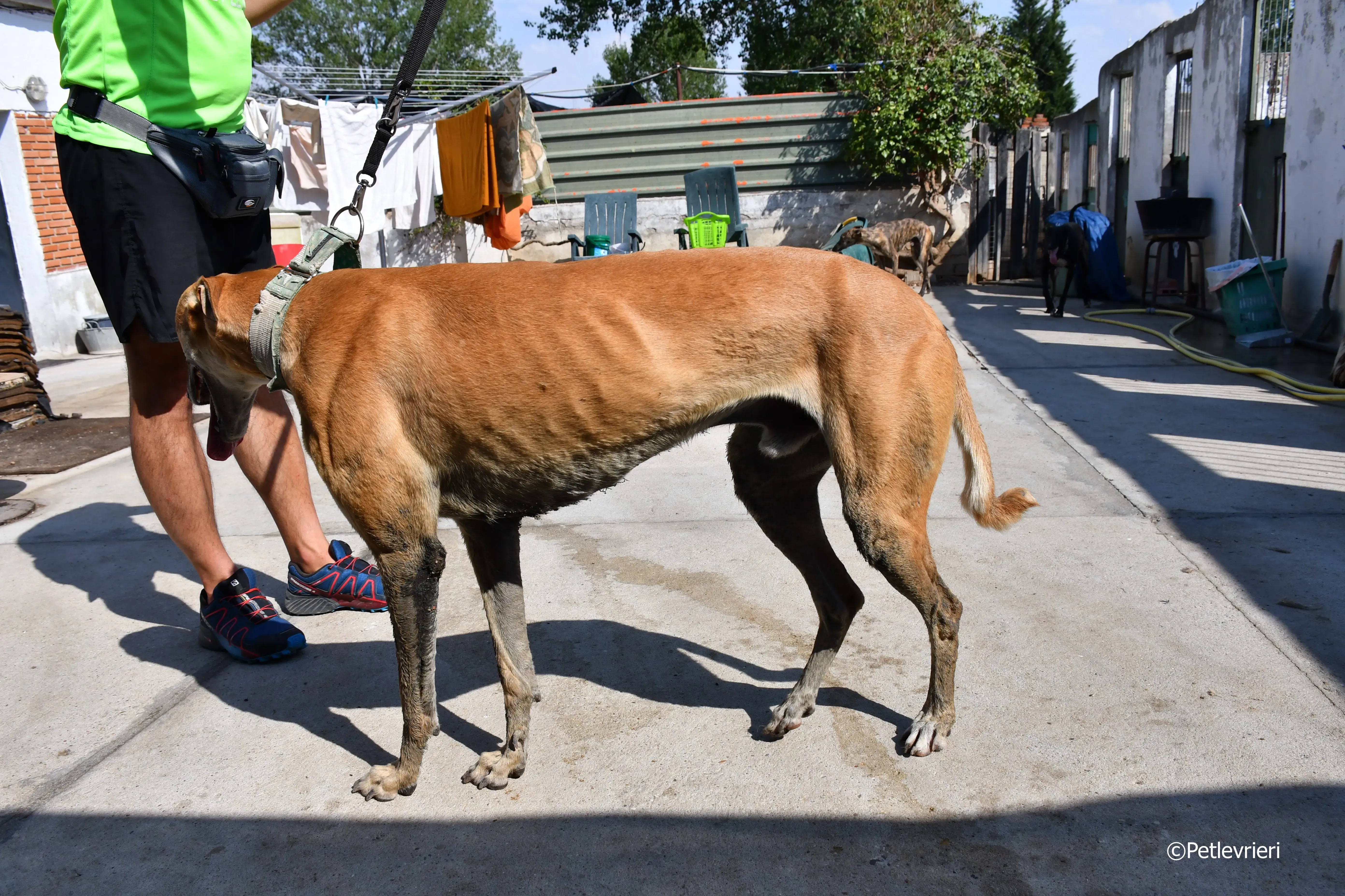 solomon adozione levrieri galgo 11