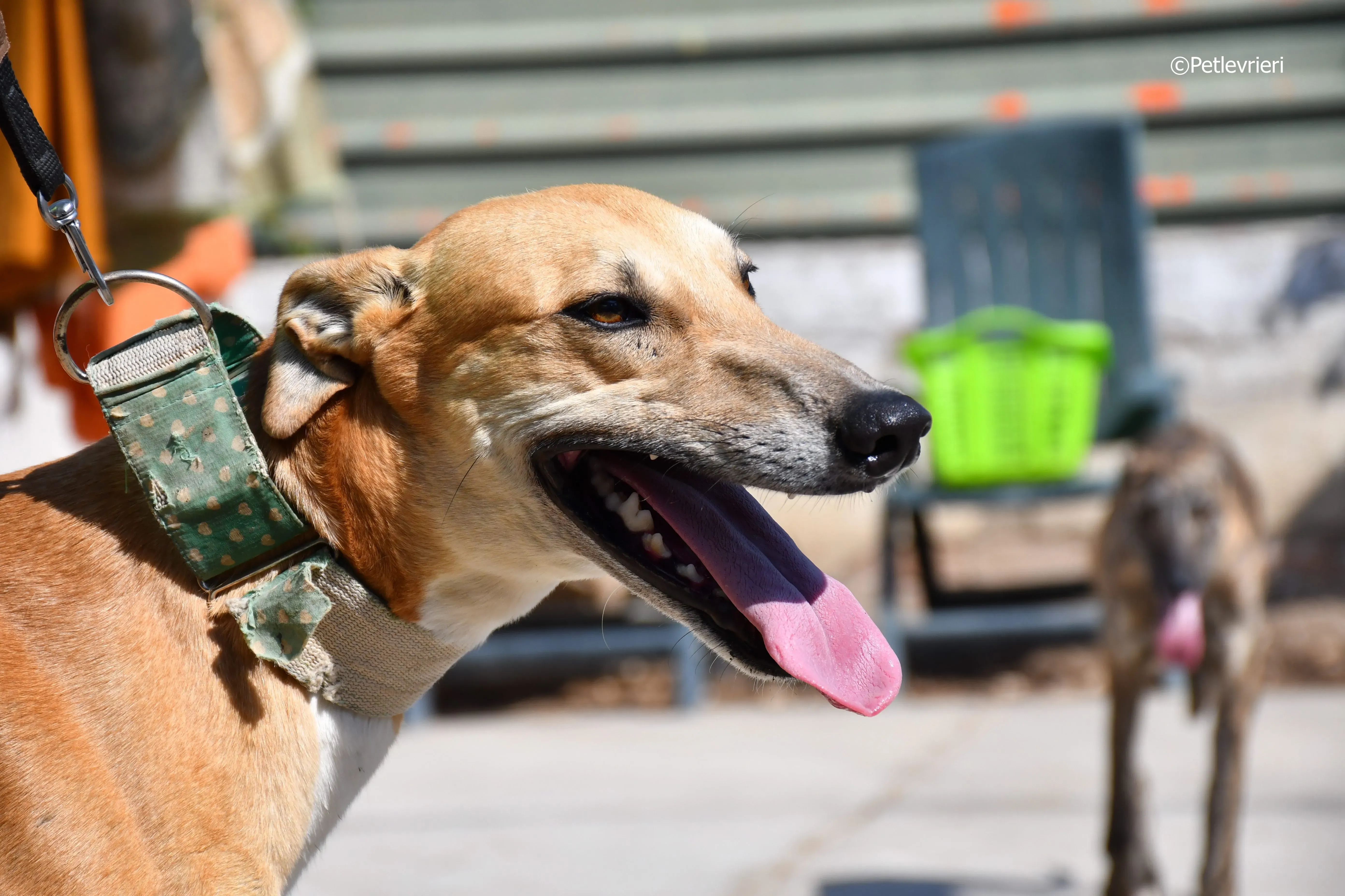 solomon adozione levrieri galgo 12