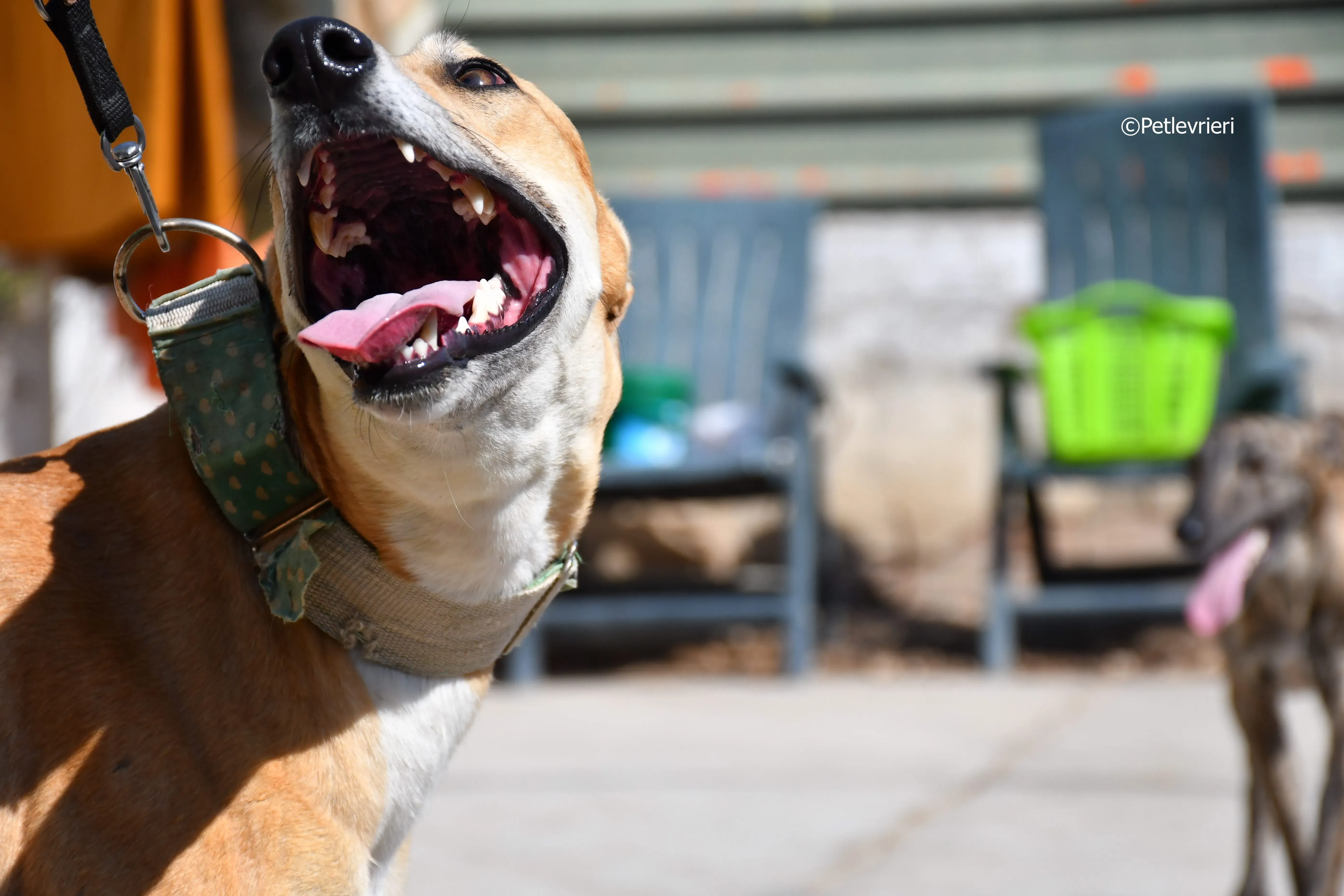 solomon adozione levrieri galgo 13