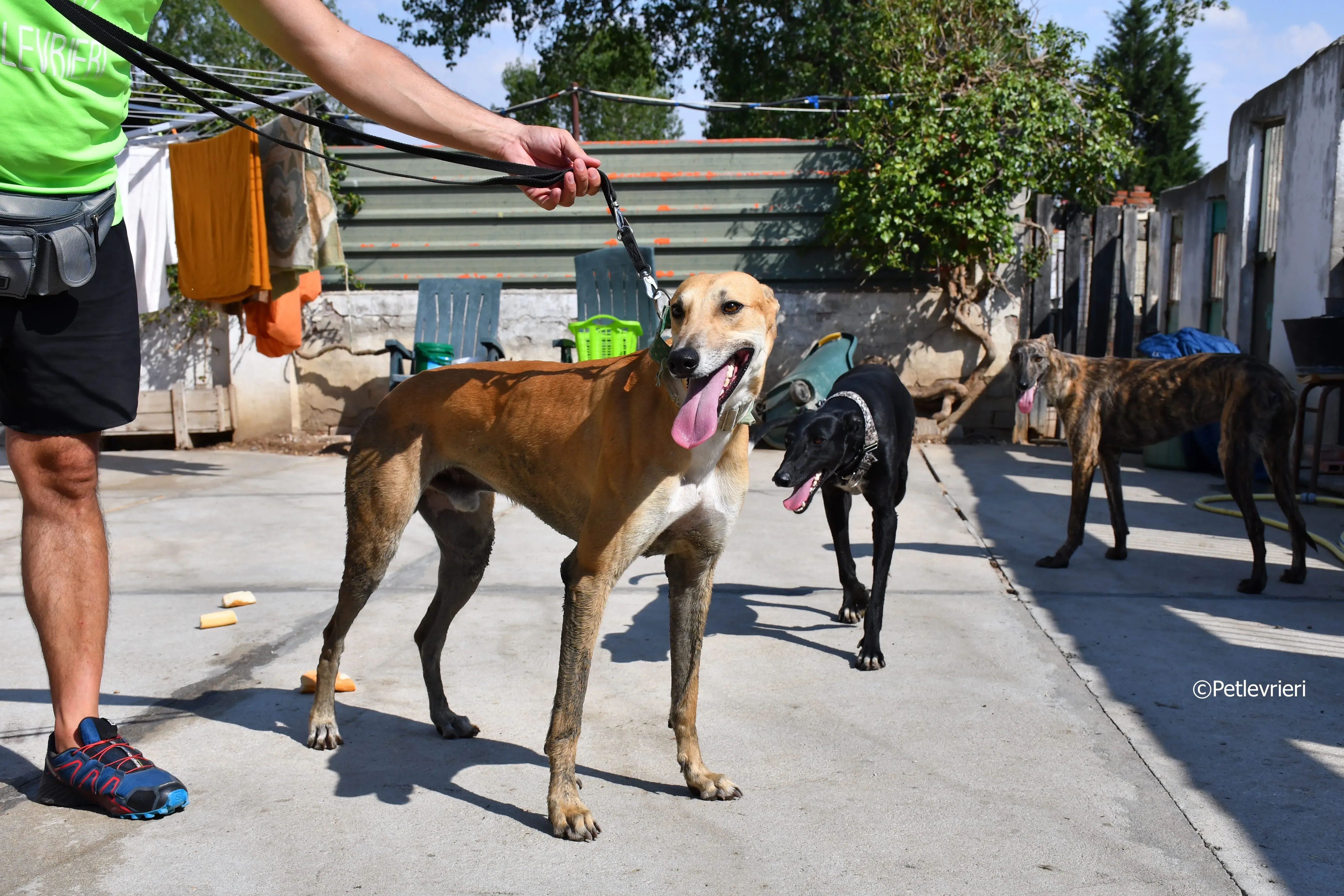 solomon adozione levrieri galgo 14