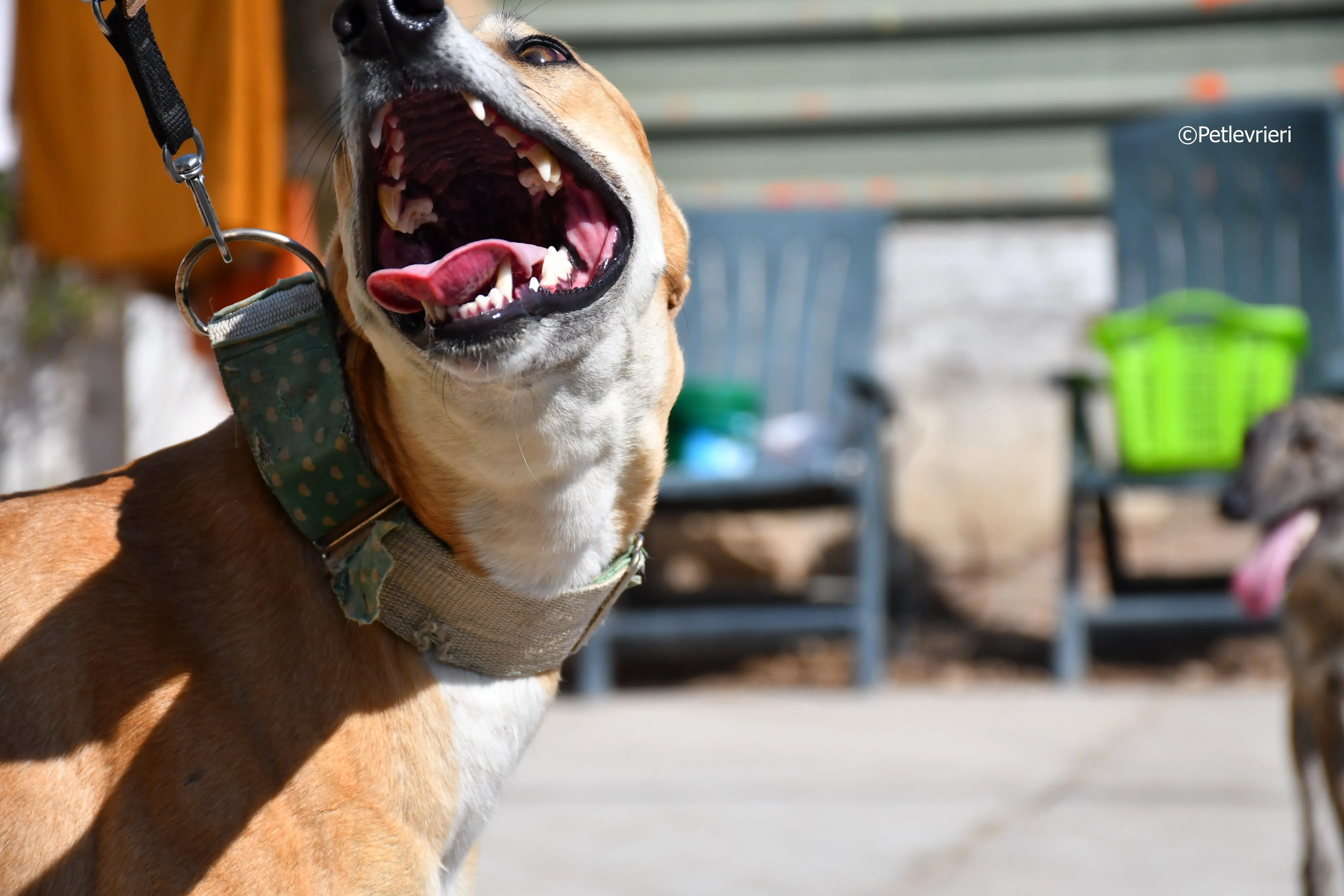 solomon adozione levrieri galgo 15