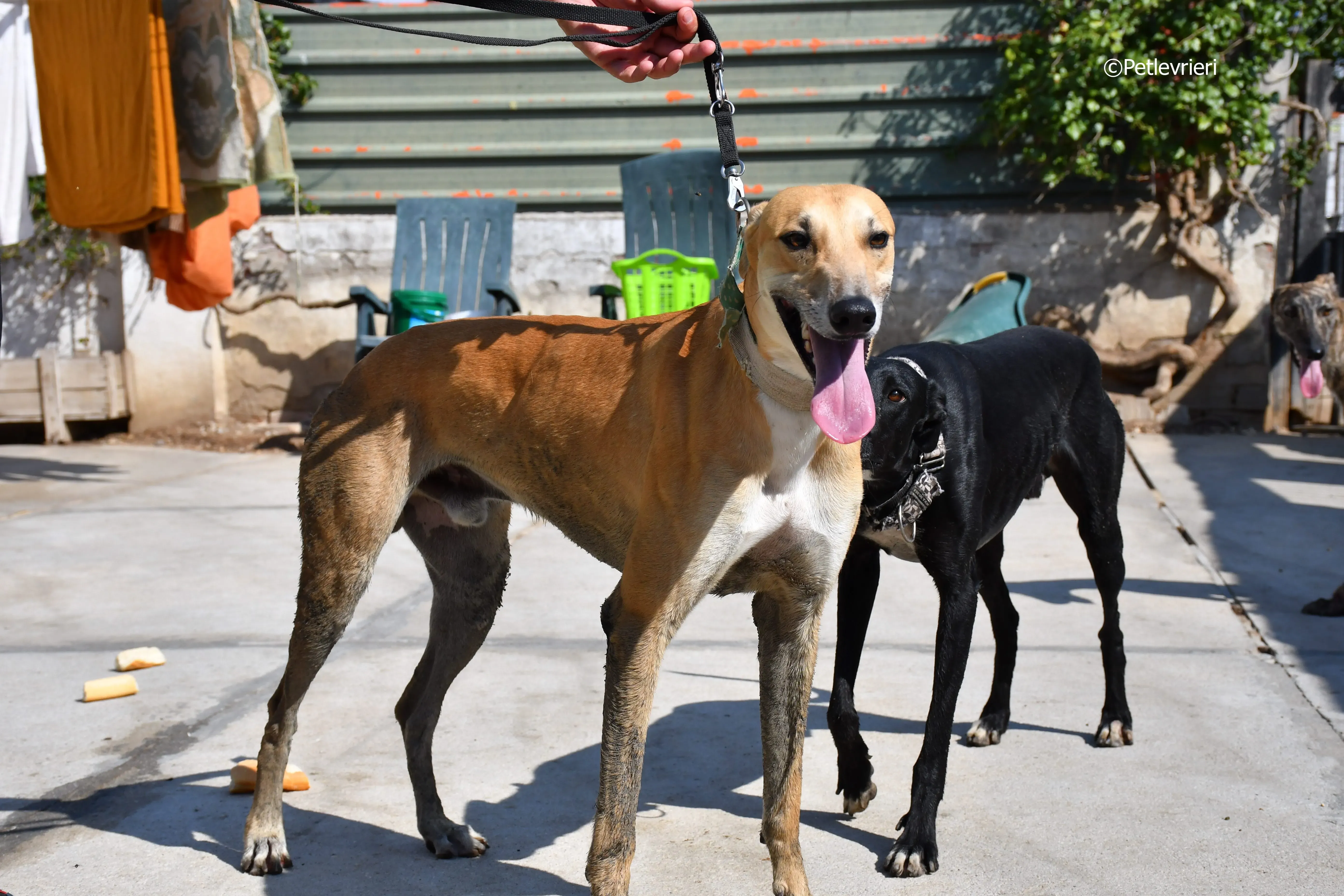 solomon adozione levrieri galgo 16