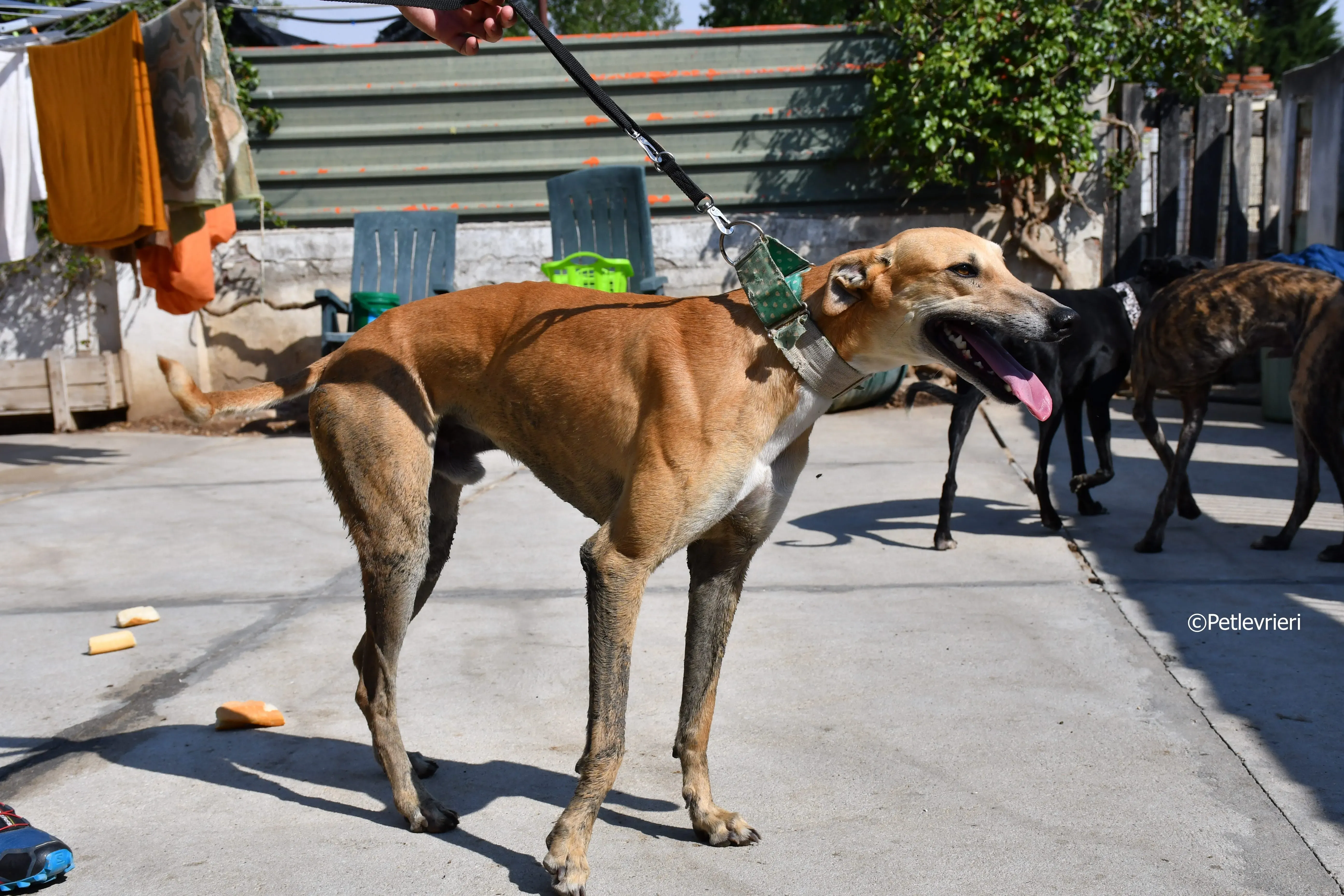 solomon adozione levrieri galgo 17