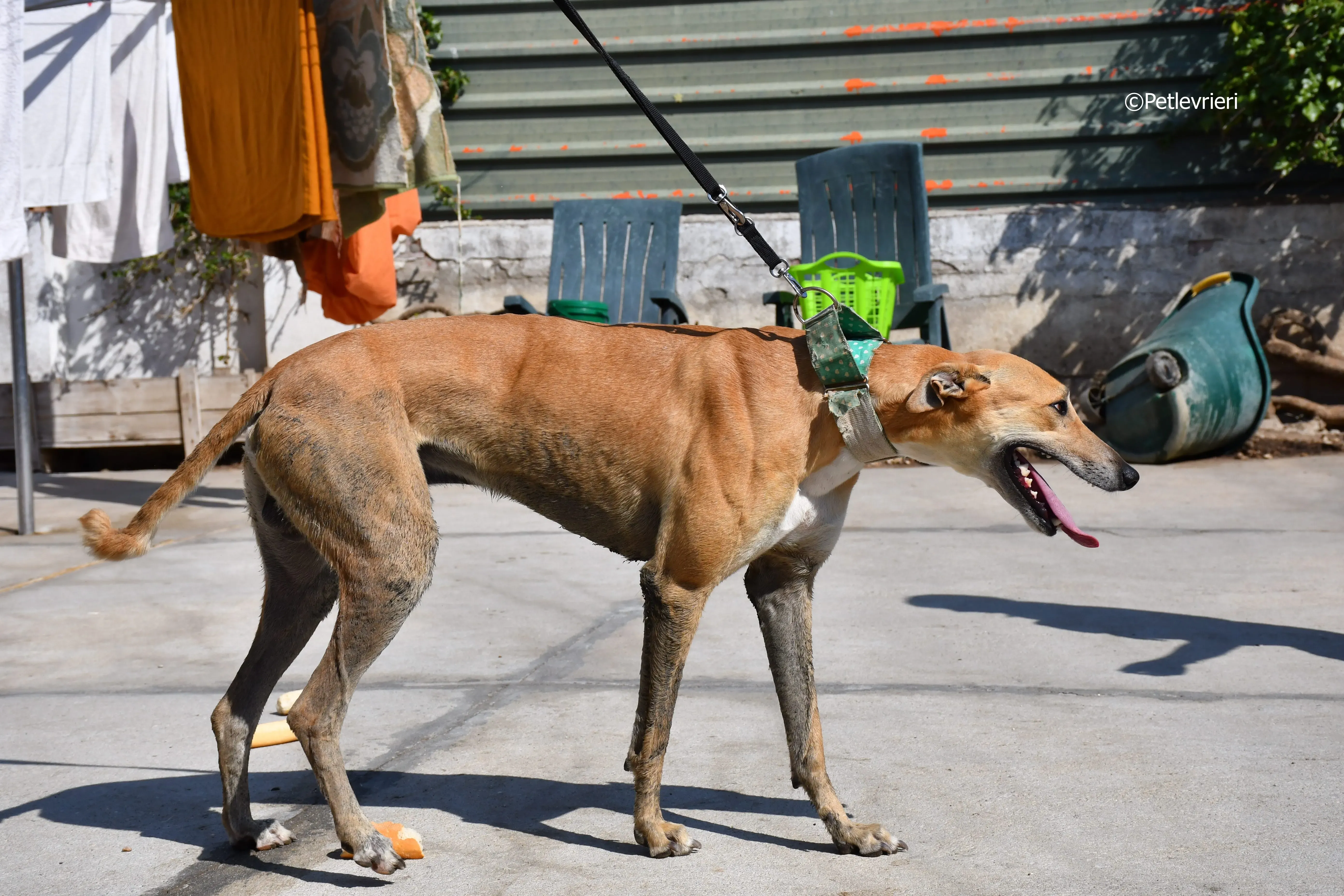 solomon adozione levrieri galgo 18