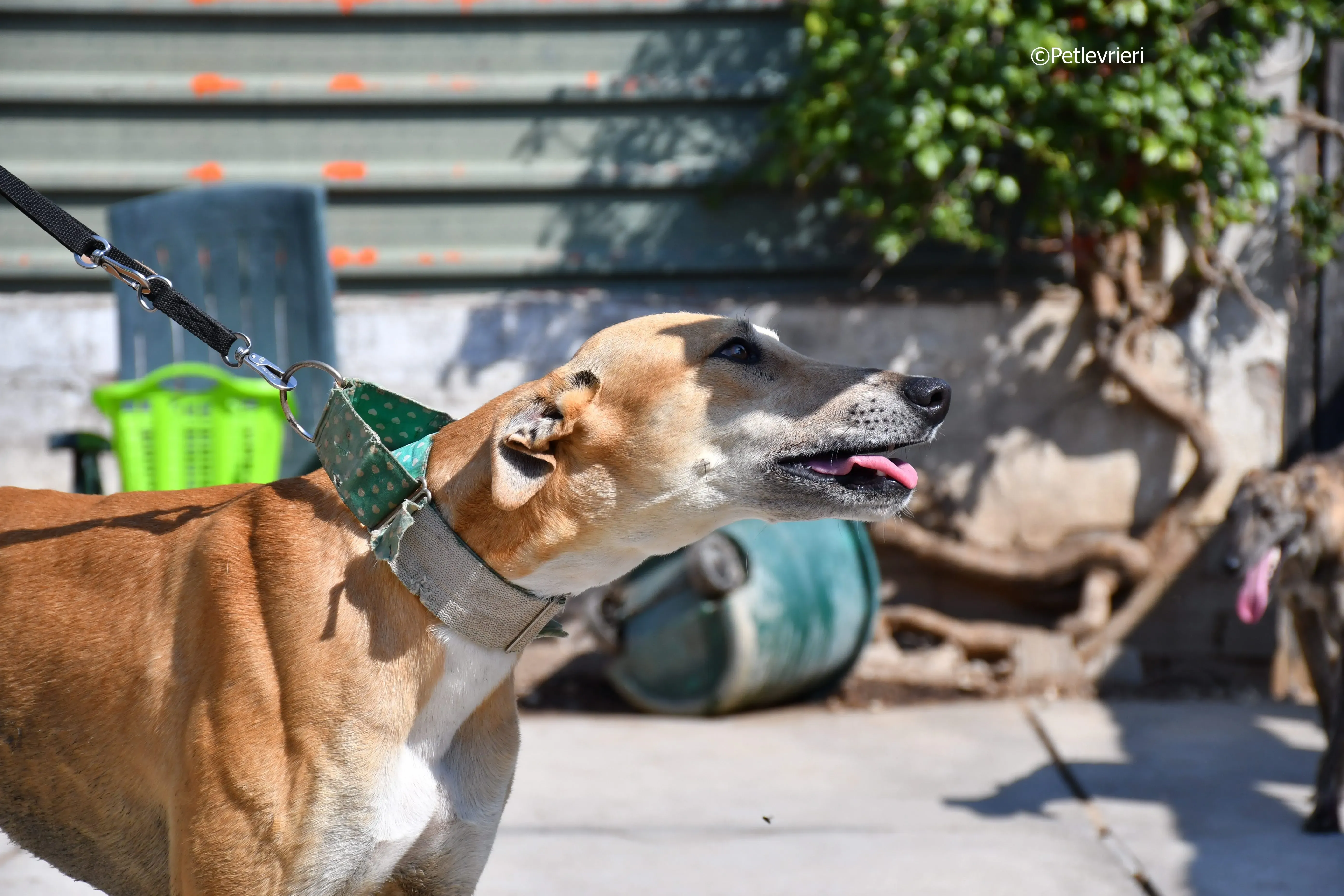 solomon adozione levrieri galgo 19