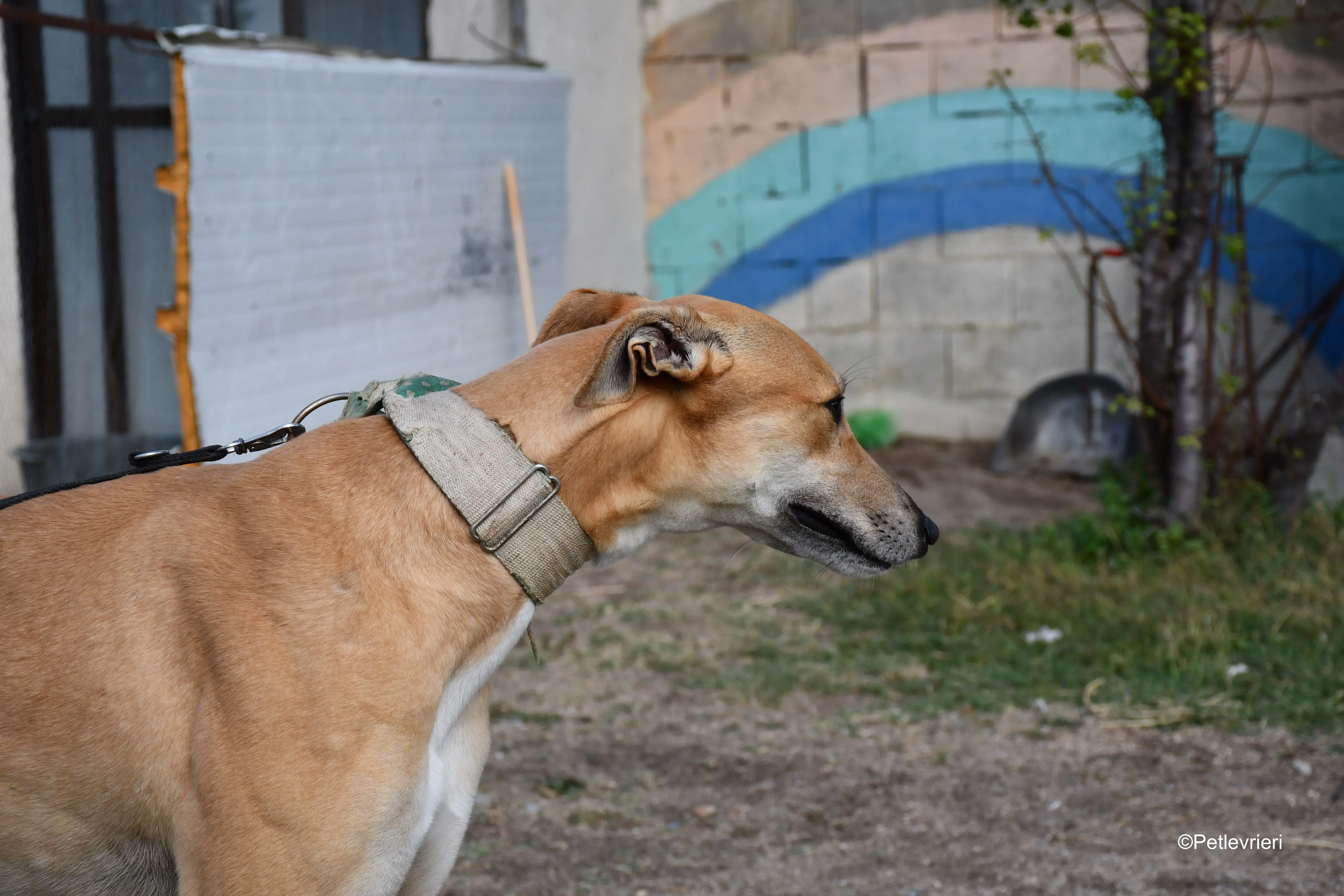 solomon adozione levrieri galgo 2