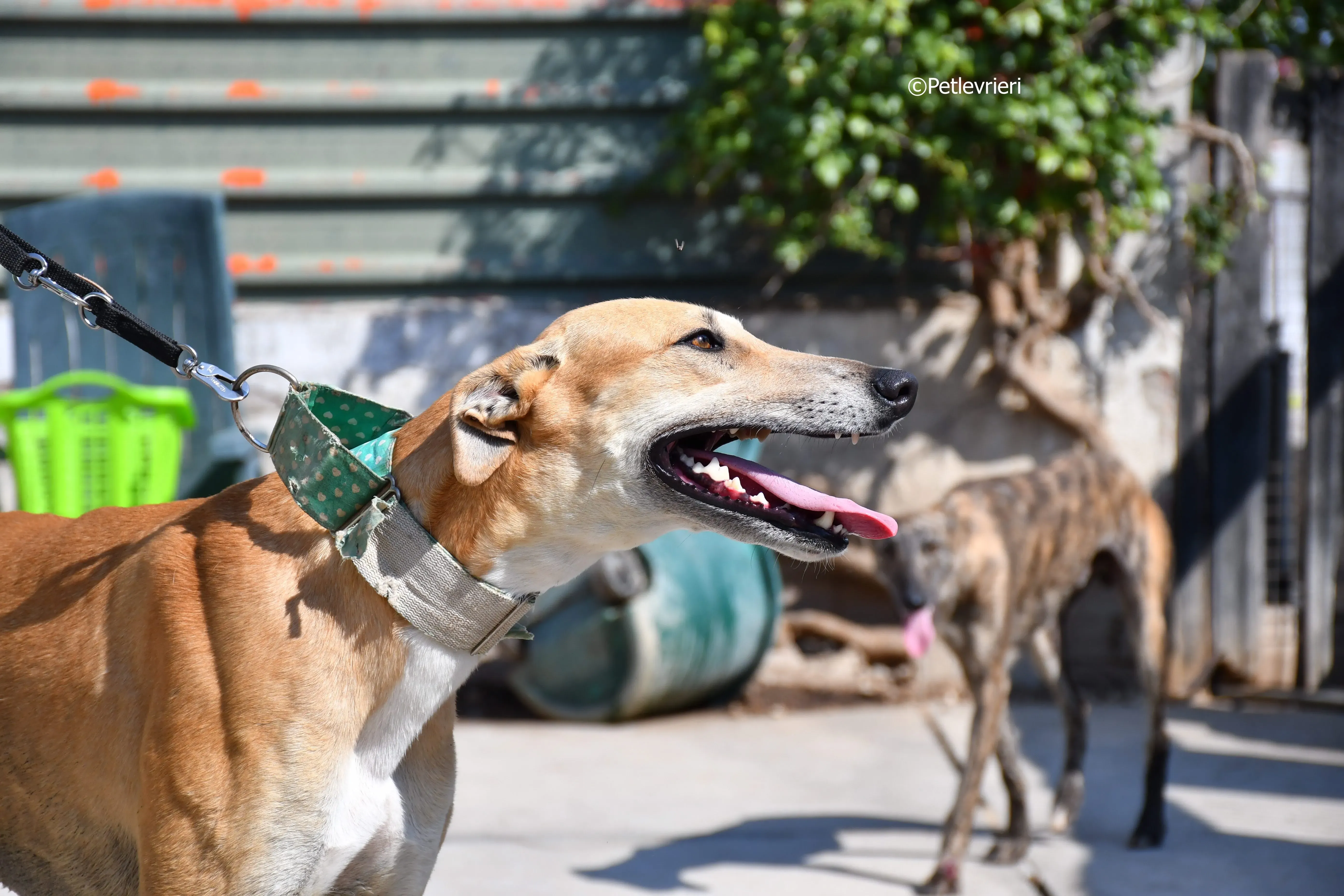 solomon adozione levrieri galgo 20