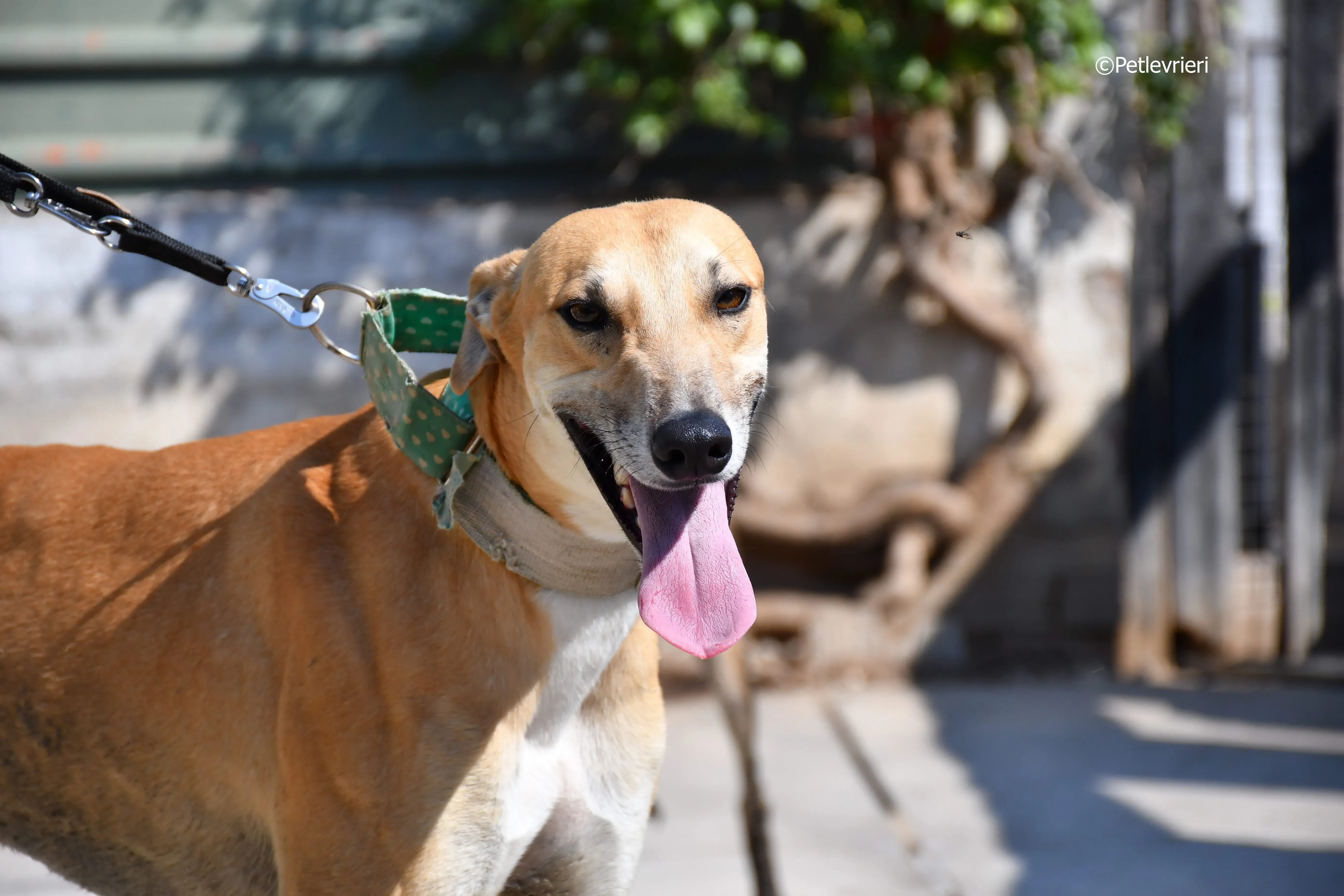 solomon adozione levrieri galgo 21