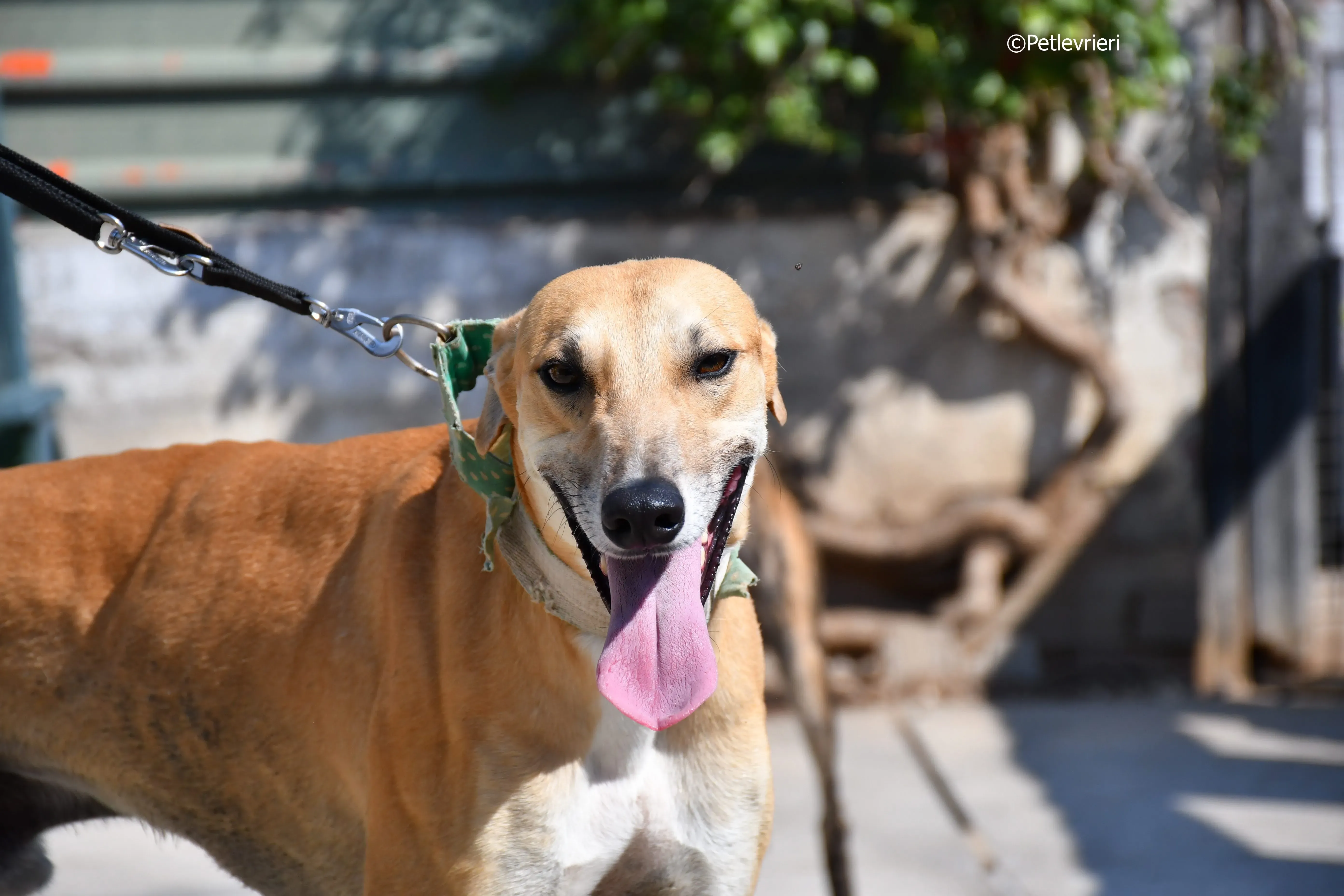 solomon adozione levrieri galgo 22