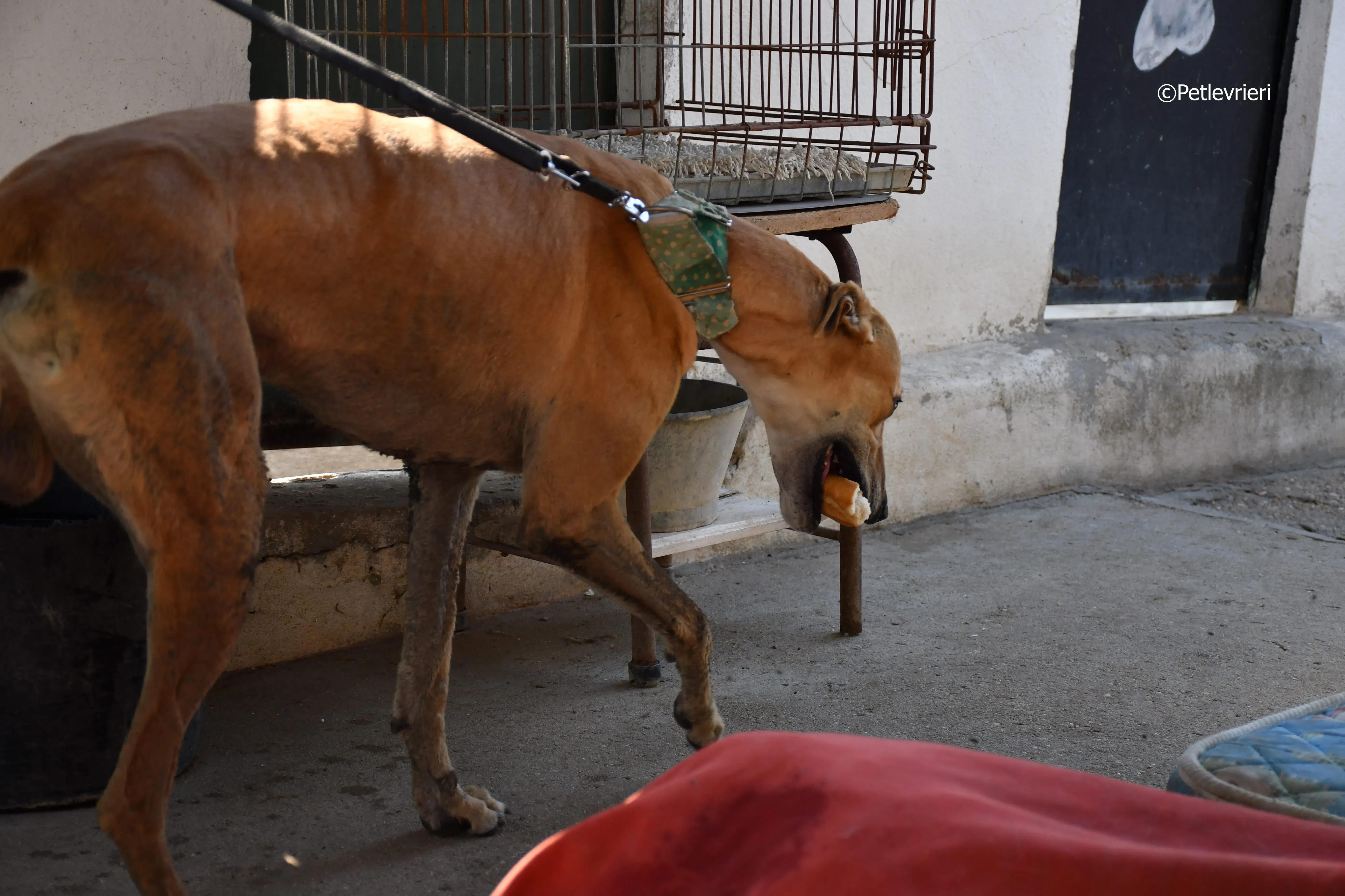 solomon adozione levrieri galgo 23