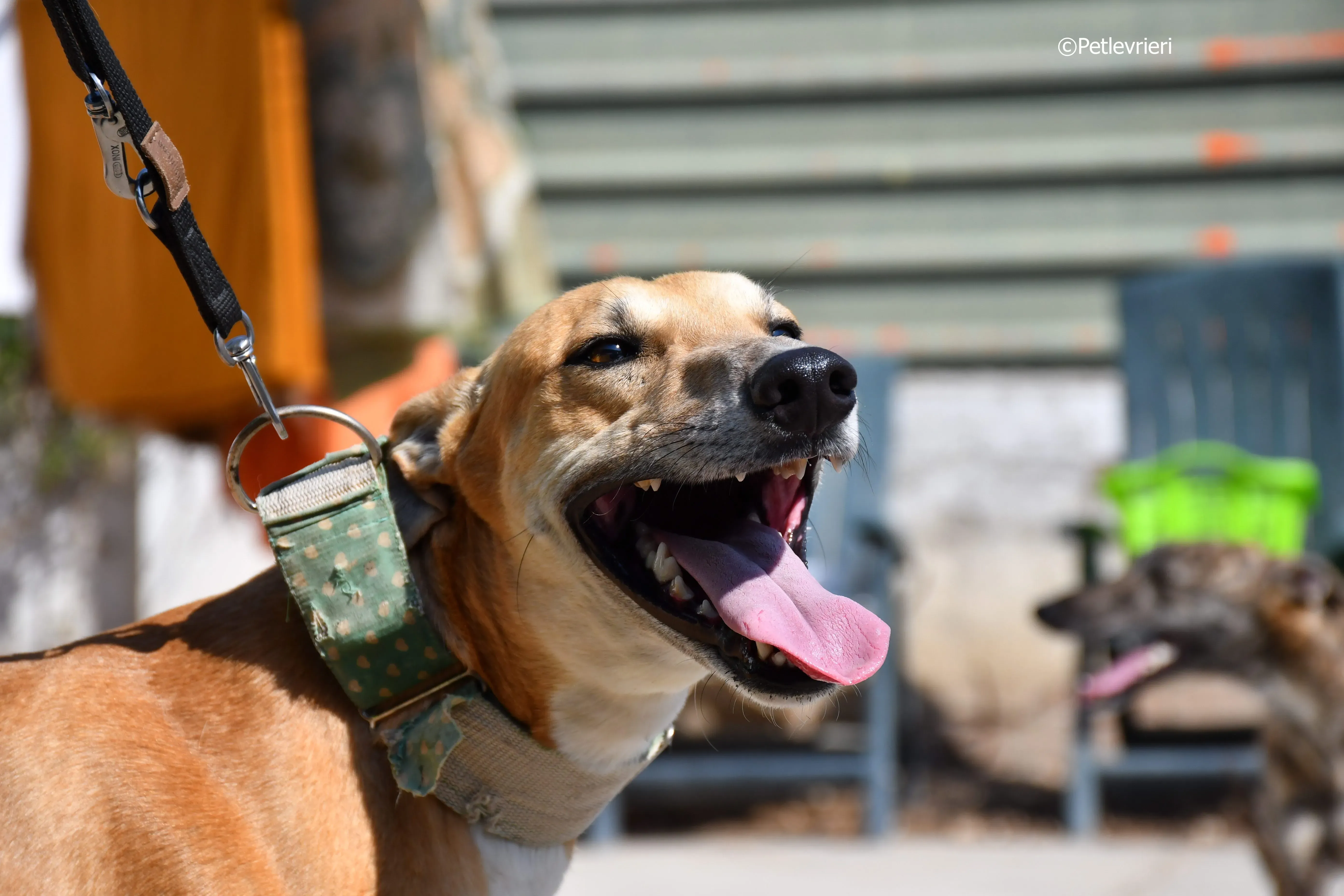 solomon adozione levrieri galgo 24