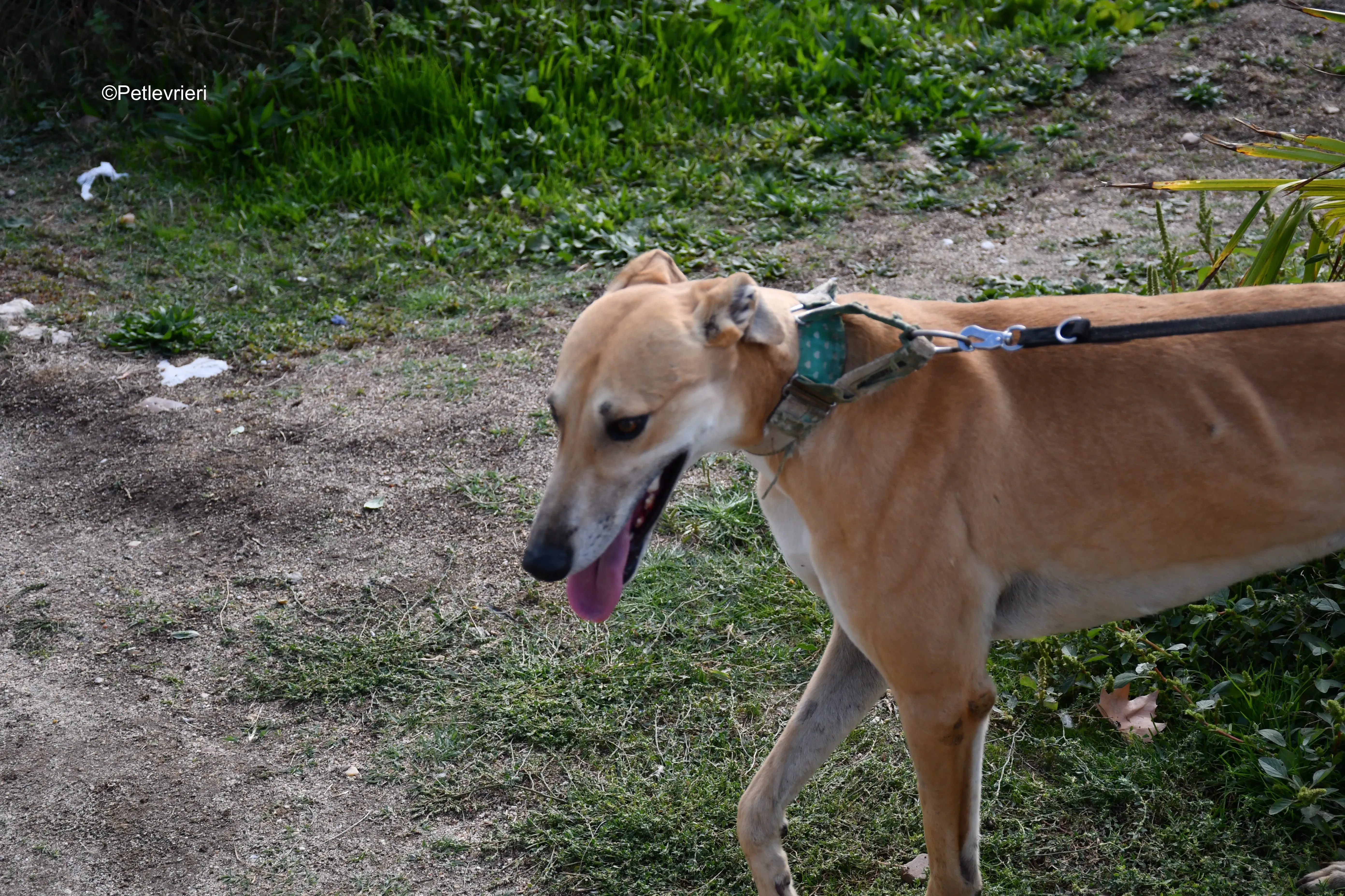 solomon adozione levrieri galgo 1