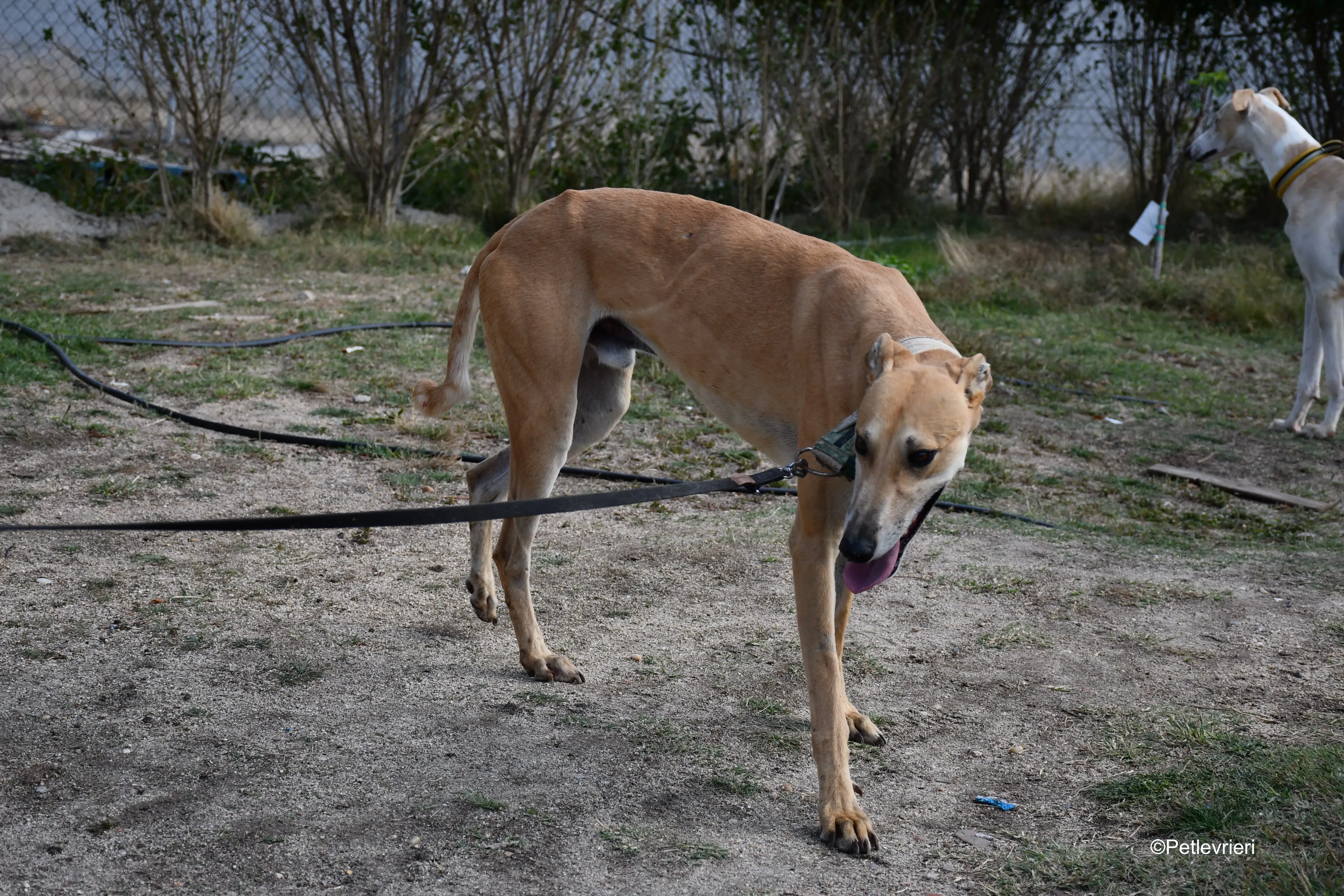 solomon adozione levrieri galgo 3