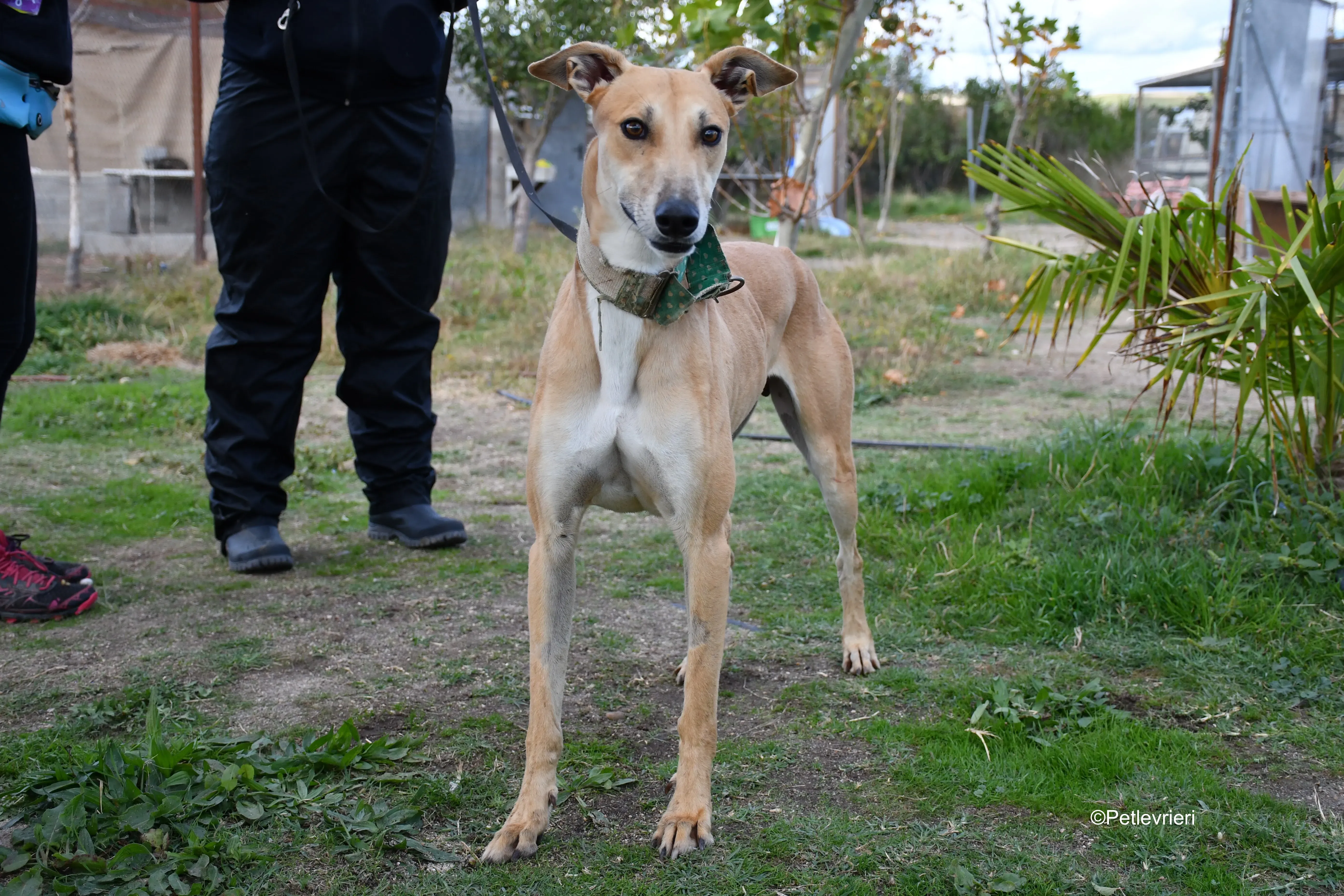 solomon adozione levrieri galgo 7