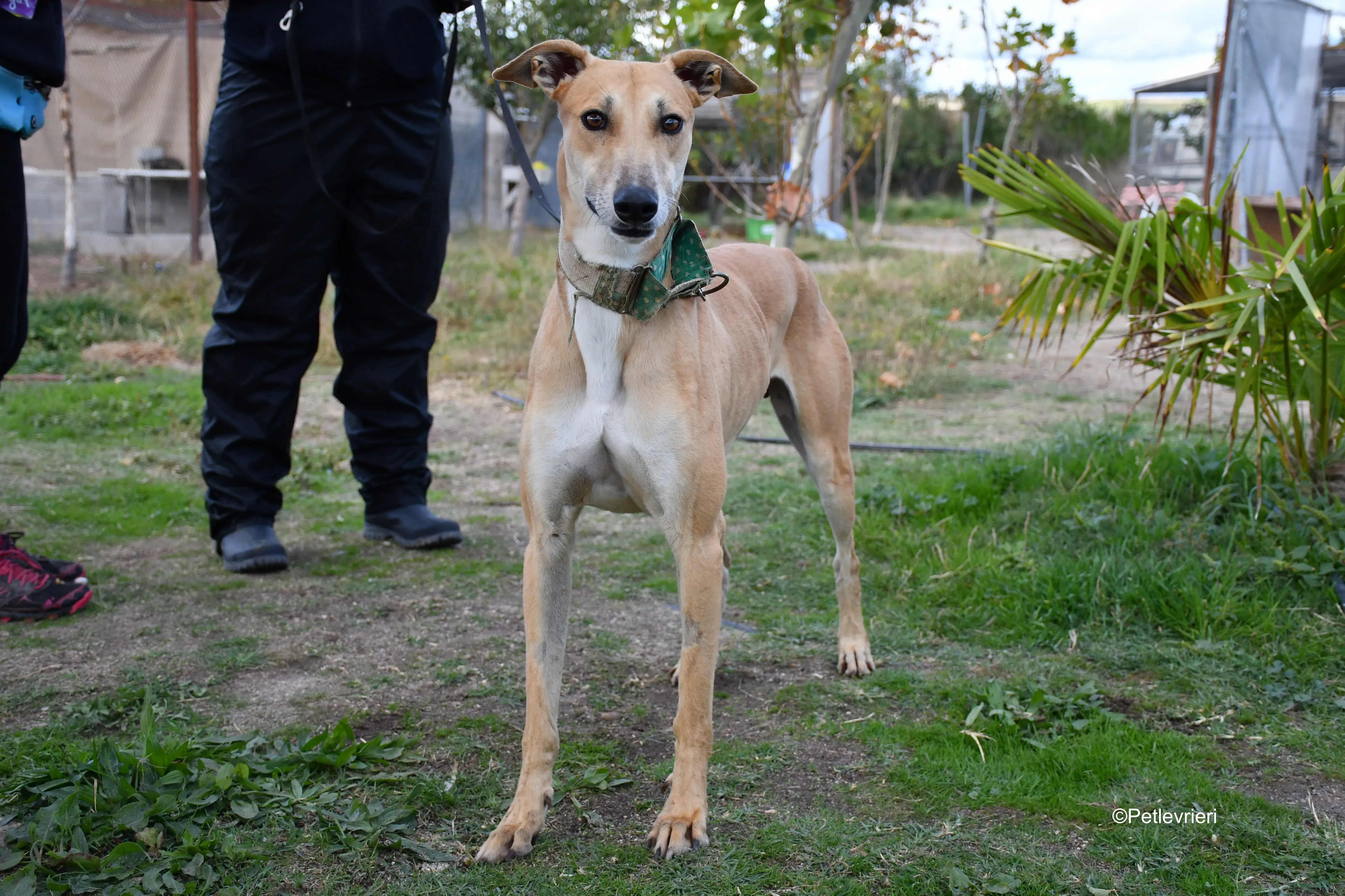 solomon adozione levrieri galgo 8