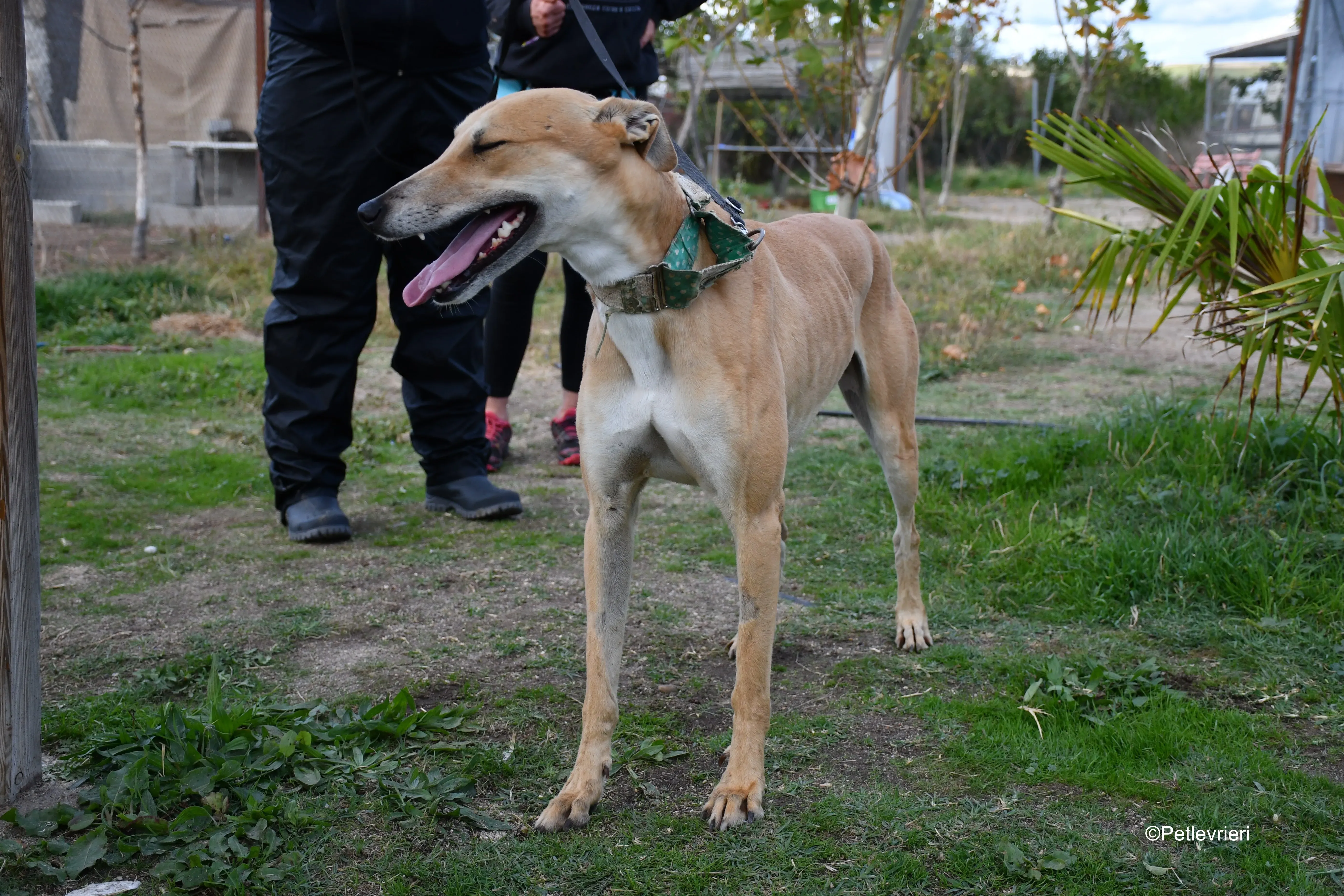 solomon adozione levrieri galgo 4
