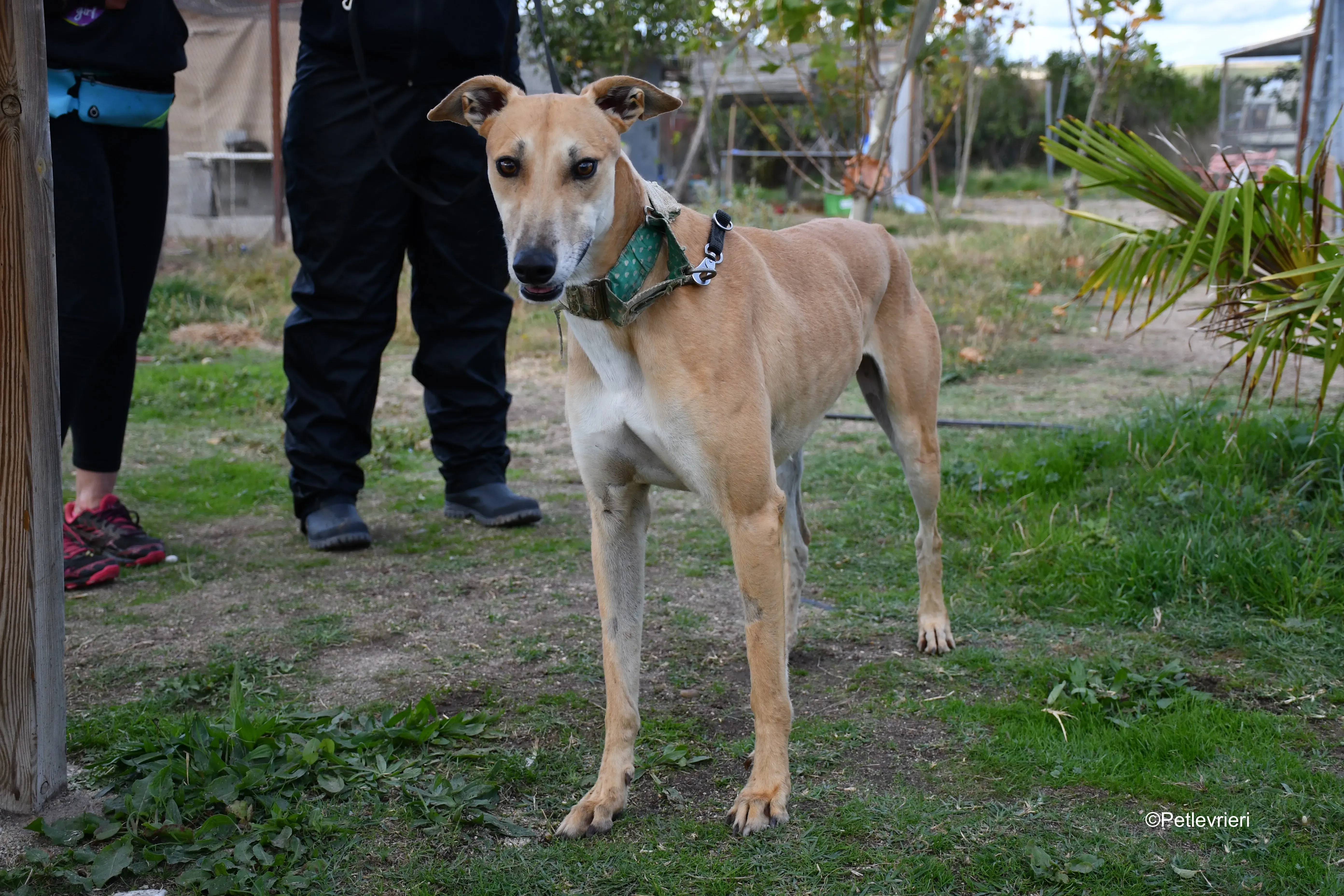 solomon adozione levrieri galgo 5