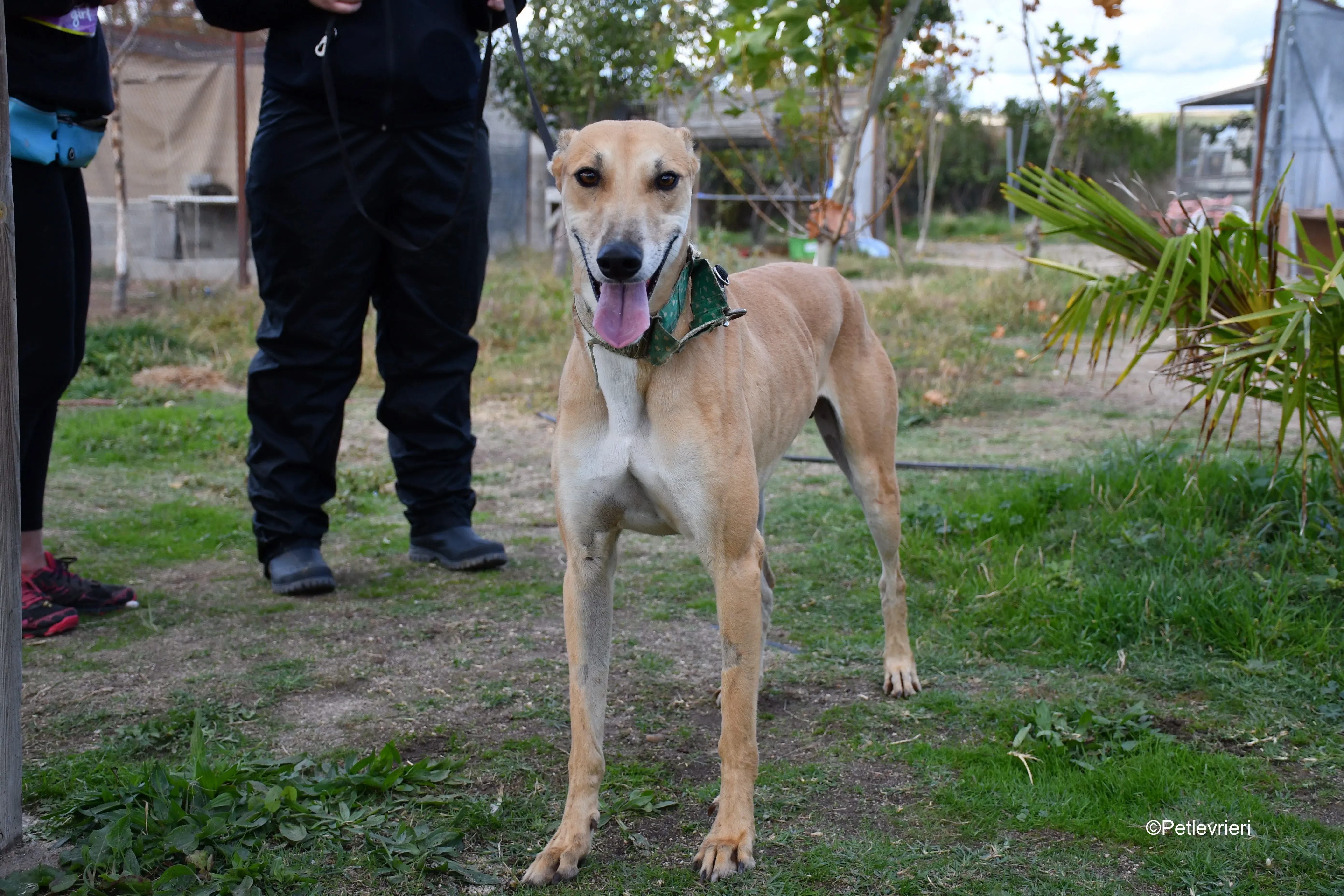 solomon adozione levrieri galgo 6