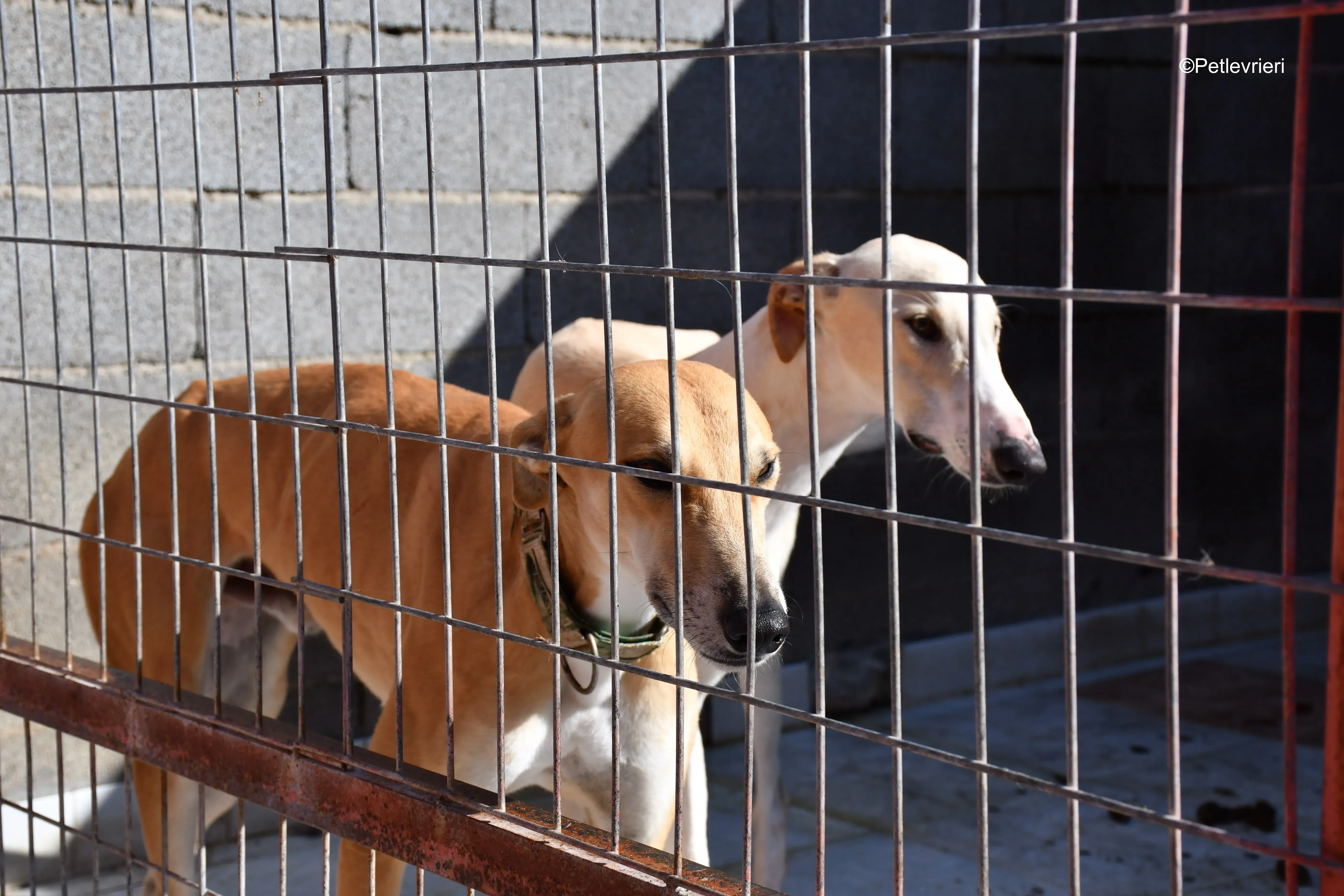 solomon adozione levrieri galgo 9