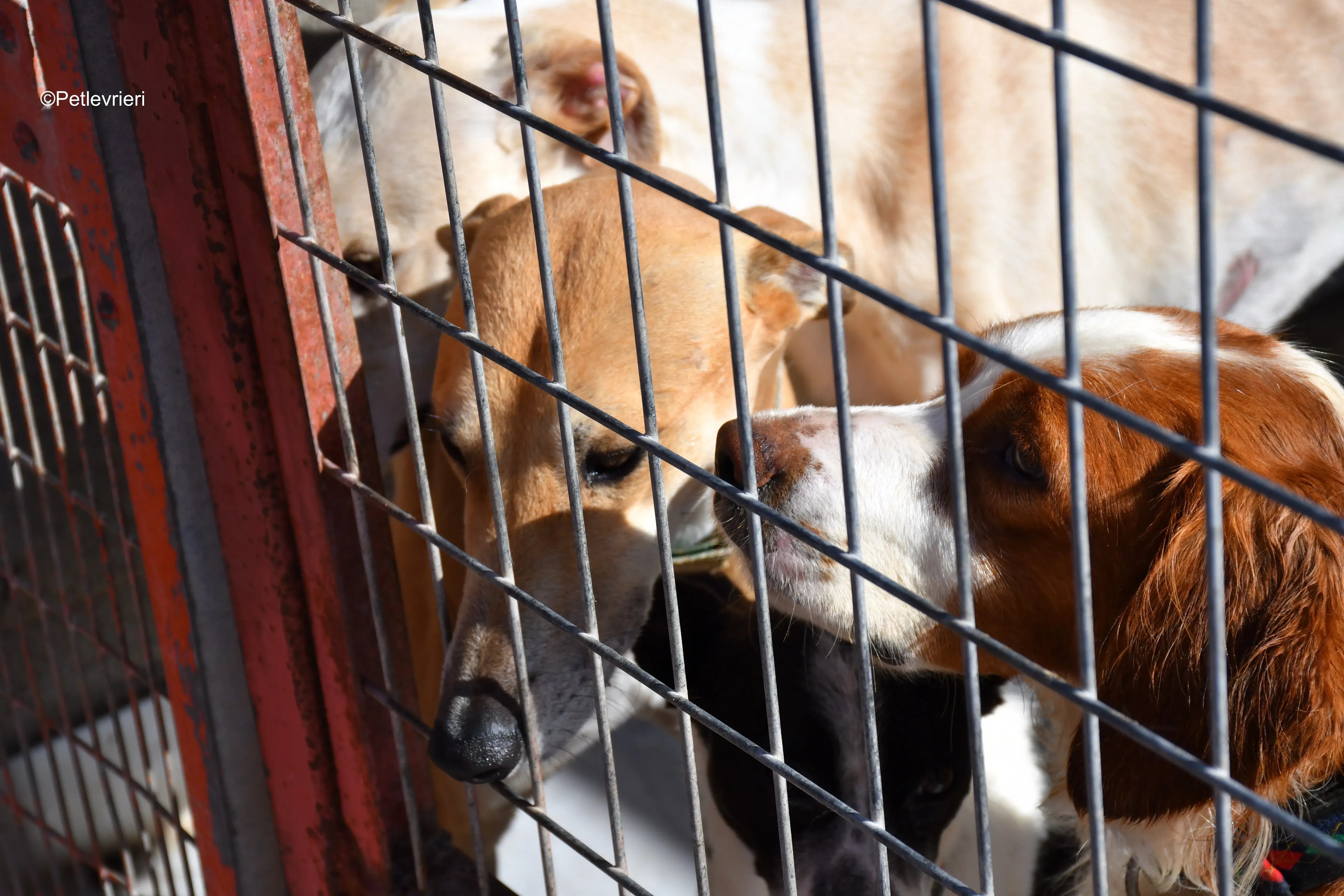 solomon adozione levrieri galgo