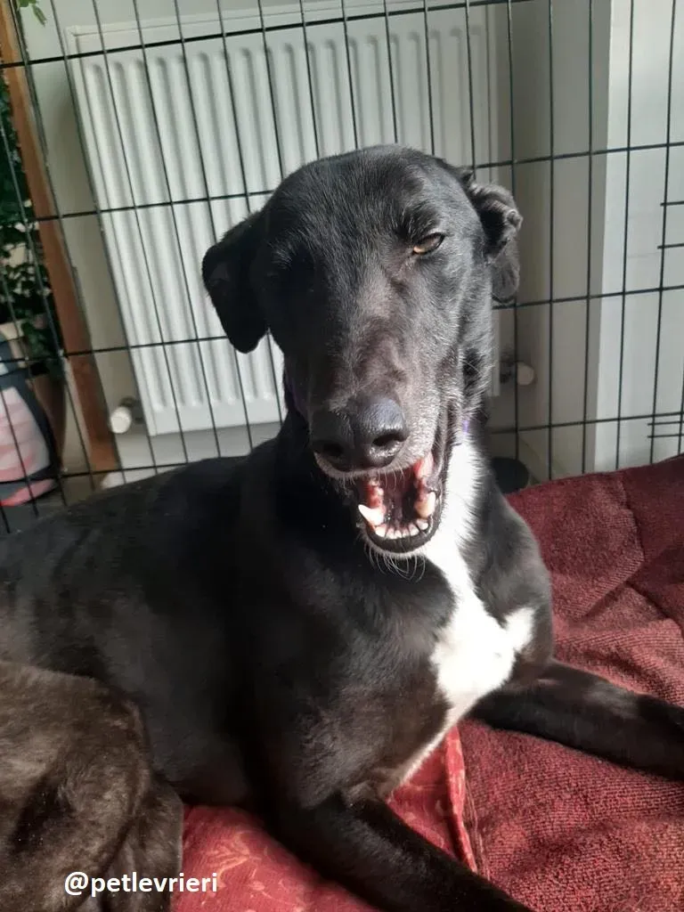 soltano adozione greyhound 1 1