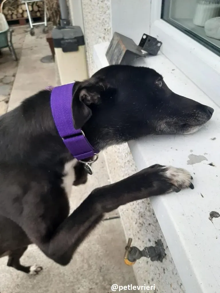 soltano adozione greyhound 1