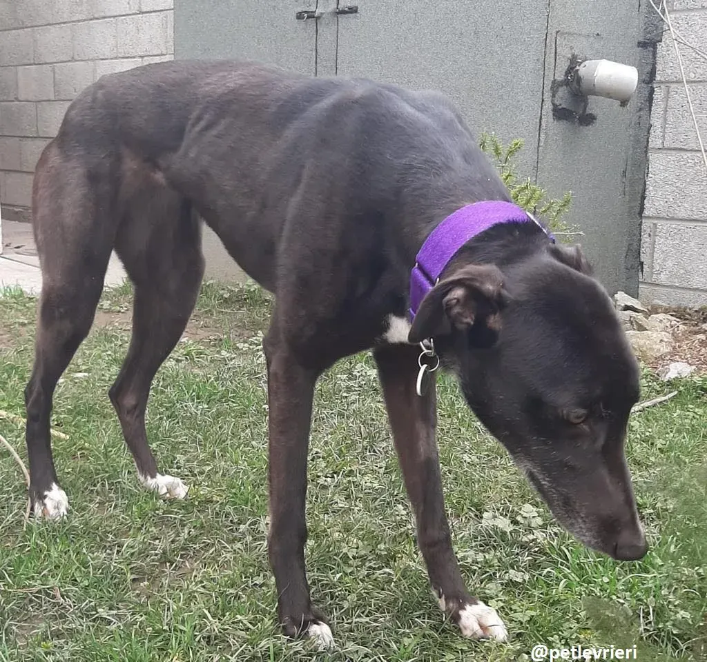 soltano adozione greyhound 10