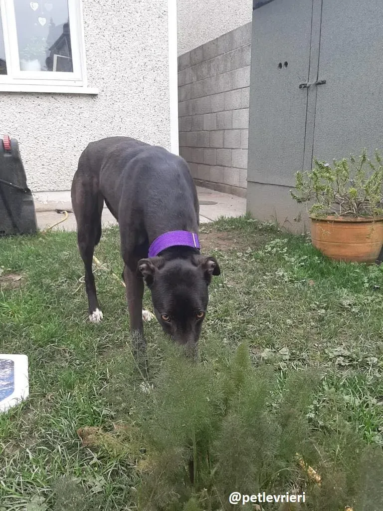 soltano adozione greyhound 11