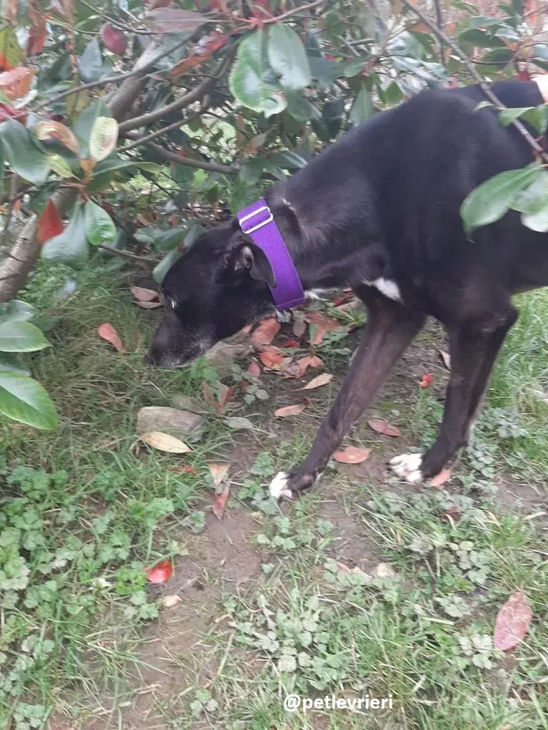 soltano adozione greyhound 12