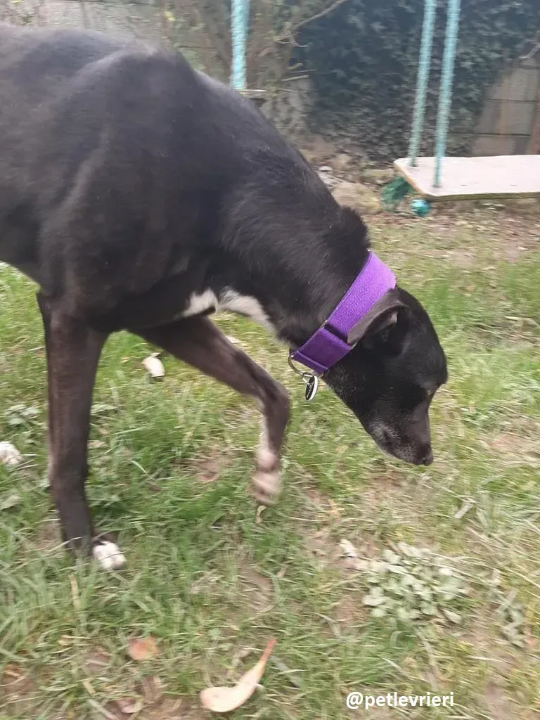 soltano adozione greyhound 13