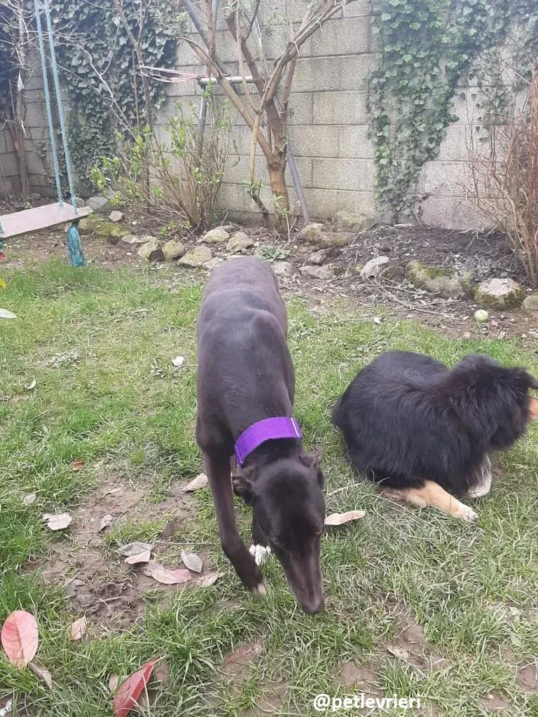 soltano adozione greyhound 14